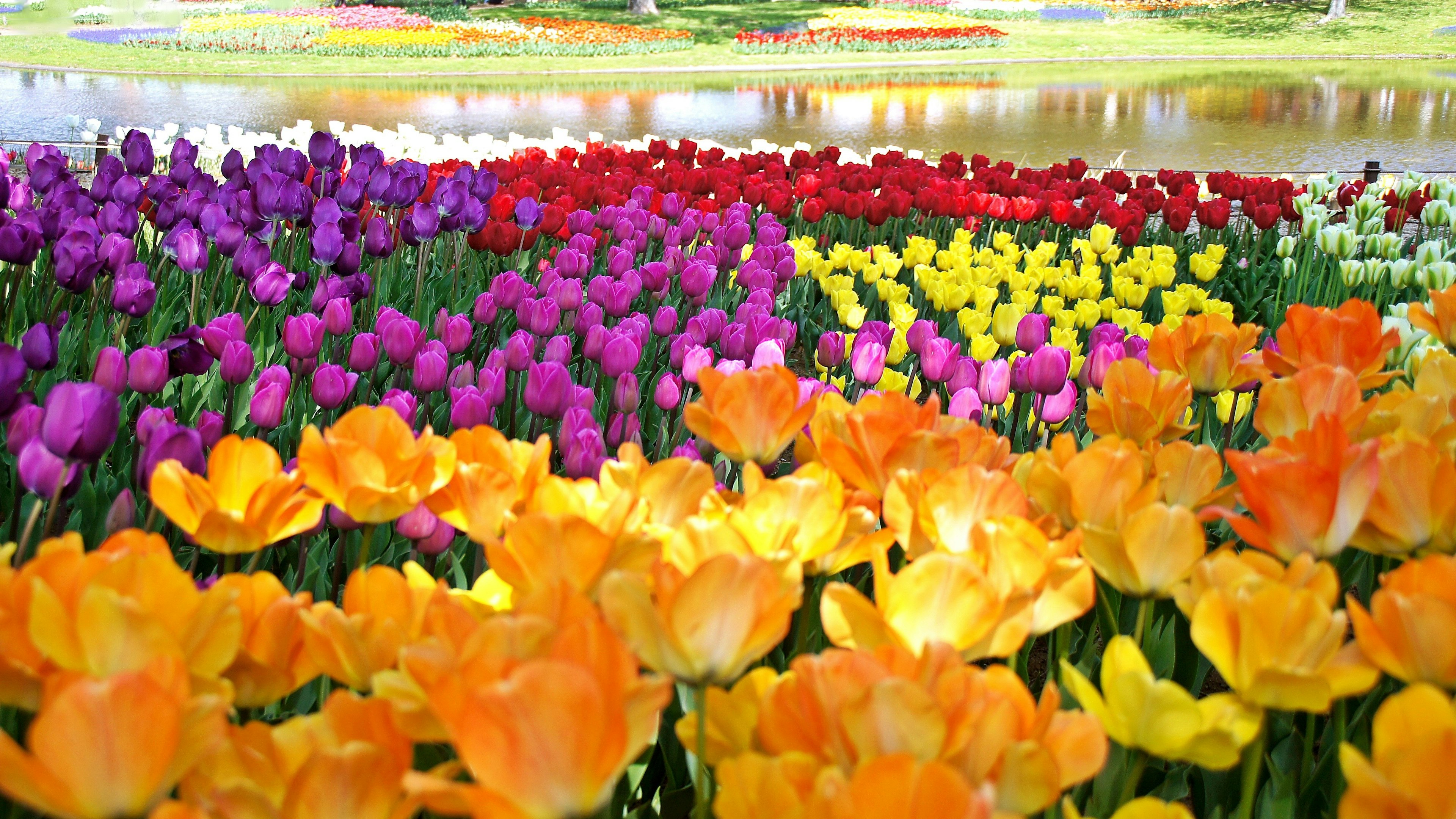 Giardino di tulipani vivace con fiori colorati in giallo arancione e viola che fioriscono splendidamente