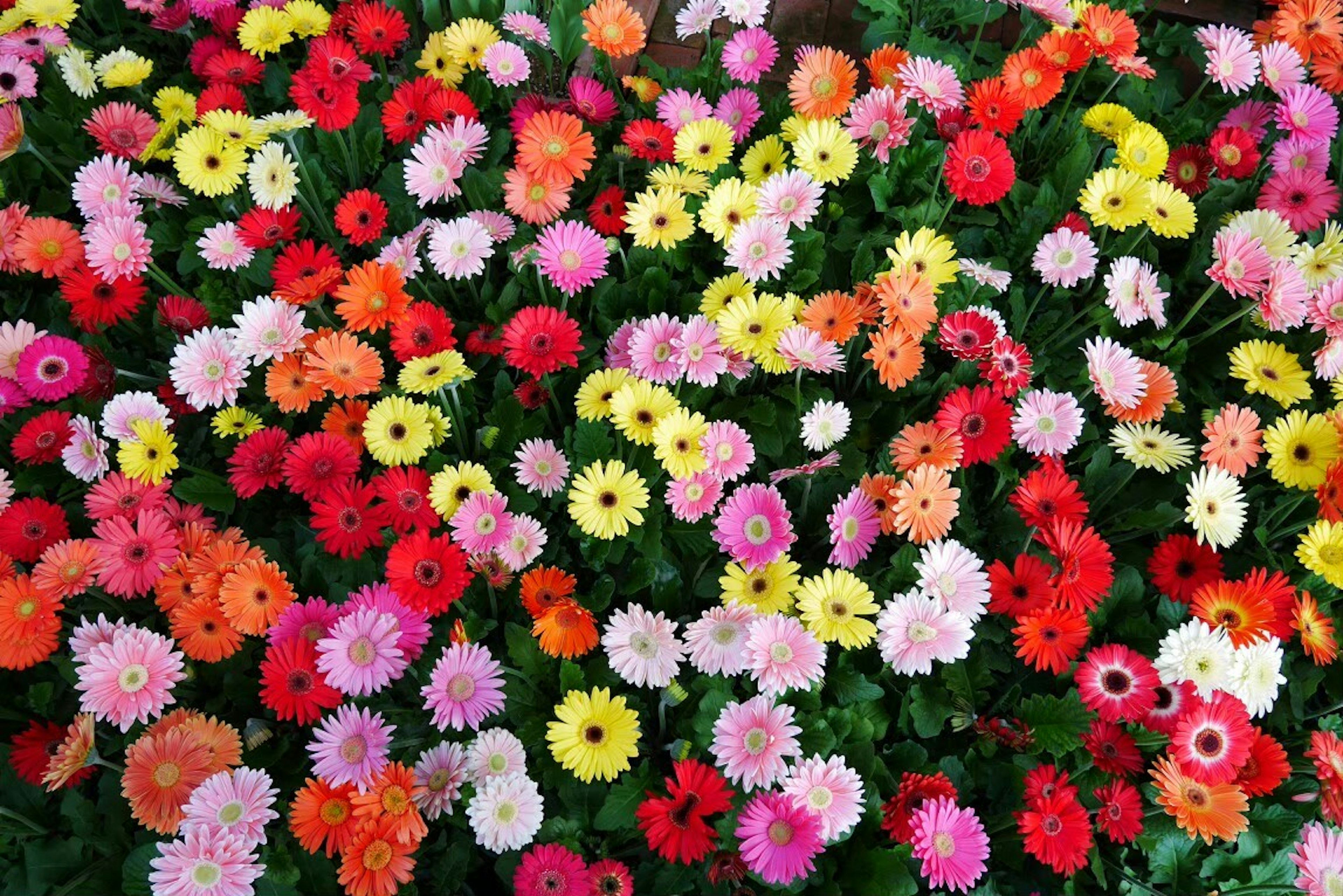 A vibrant array of gerbera daisies in various colors