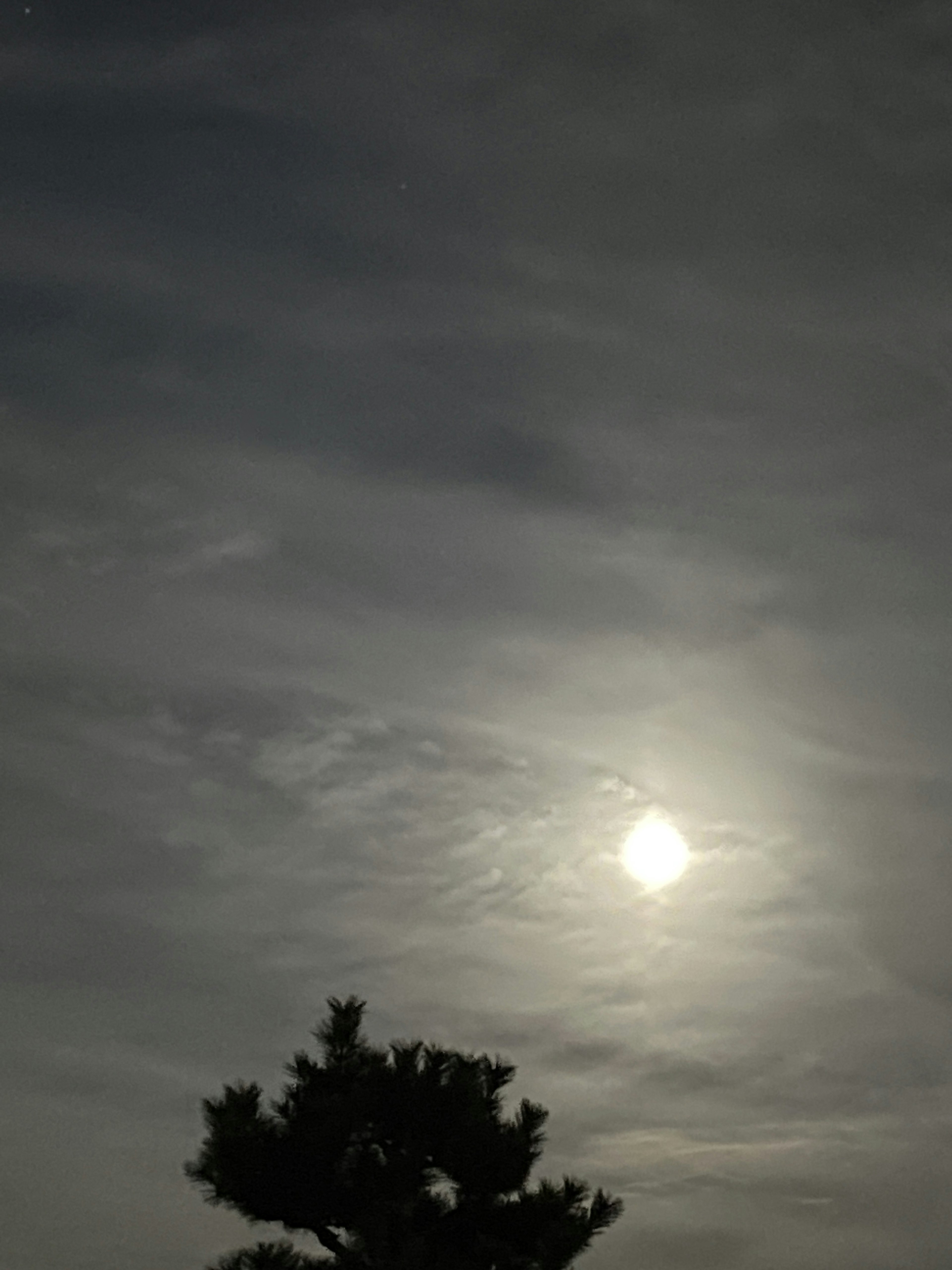 Sonne, die durch dünne Wolken scheint, mit einem silhouettierten Baum