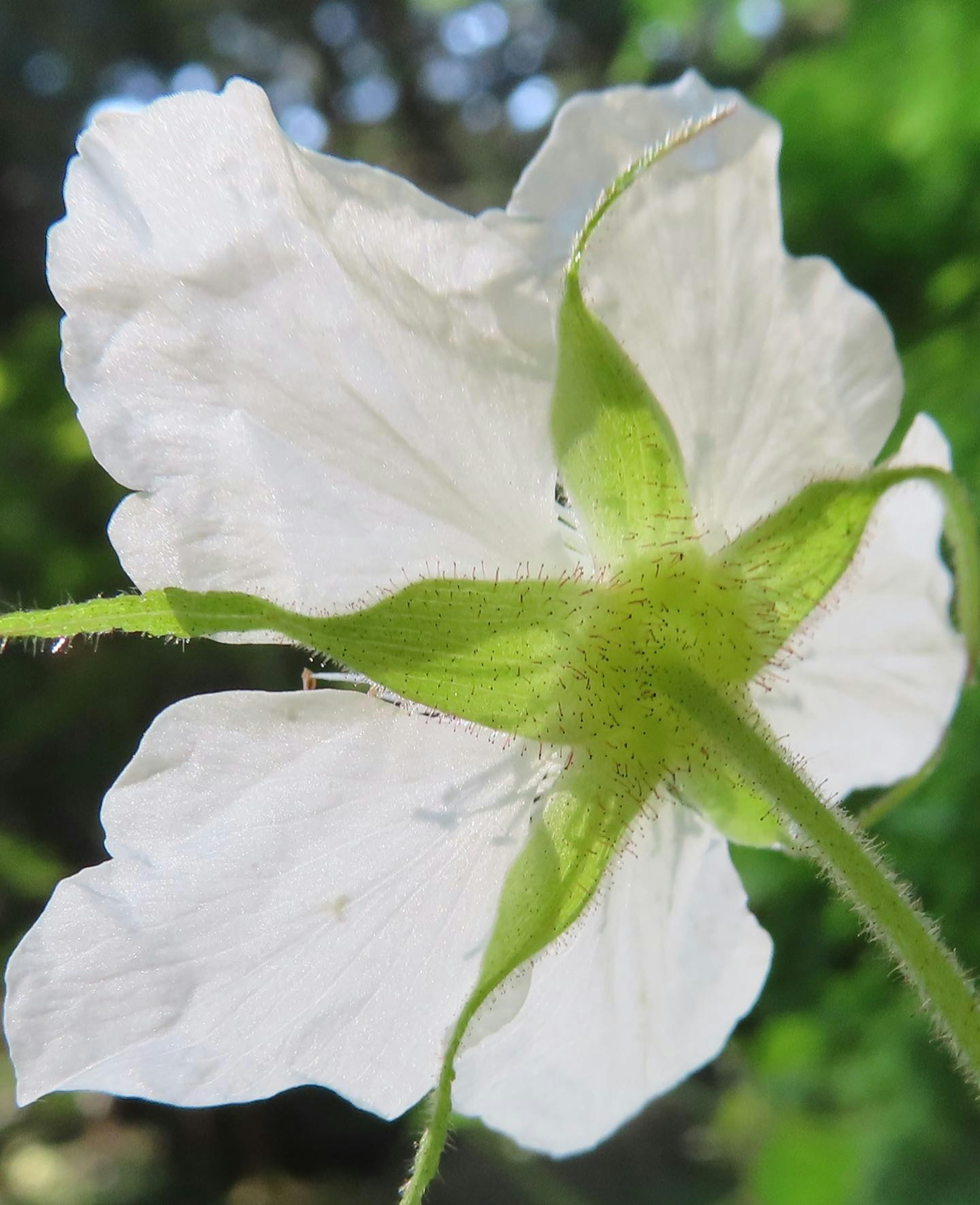 Detailed photo of the underside of a white flower prominent green sepals