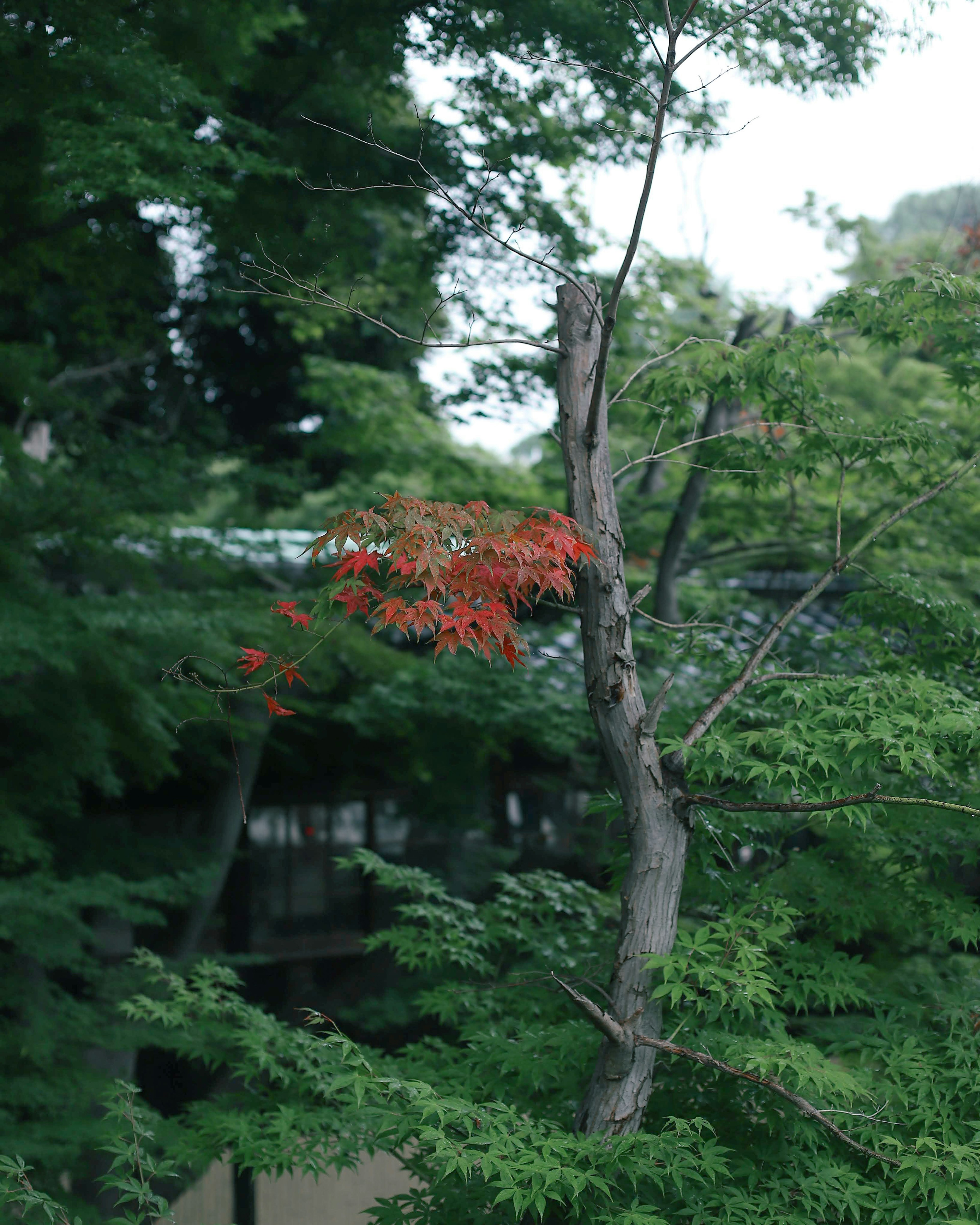 赤い葉を持つ木と緑の木々の風景