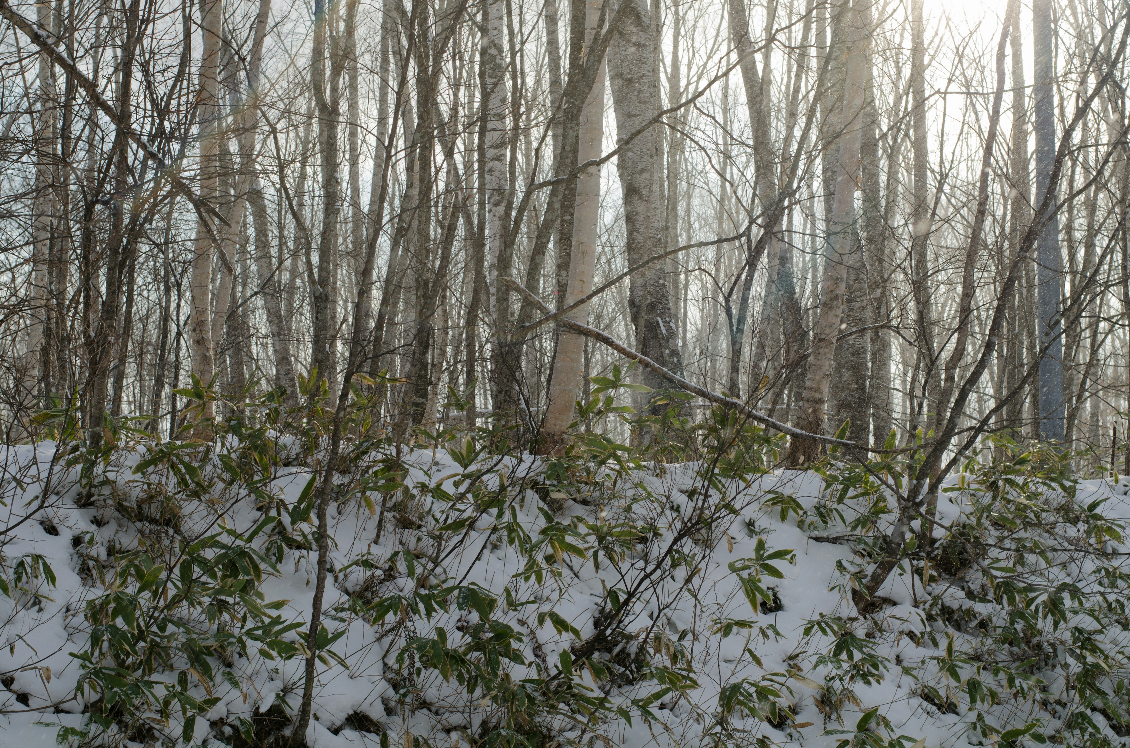 Scène forestière enneigée avec de la lumière filtrant à travers les arbres