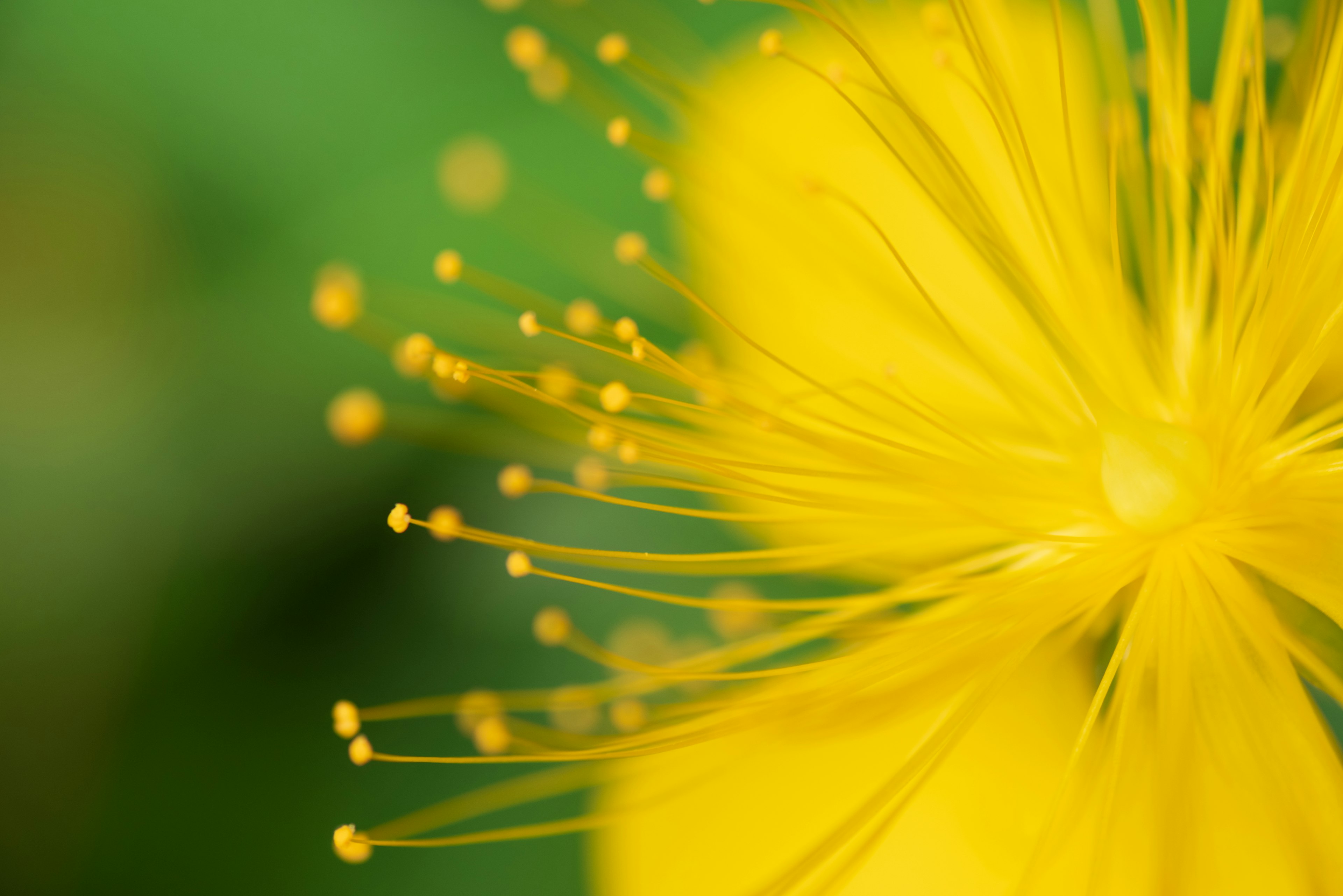 Nahaufnahme einer gelben Blume mit langen Blütenblättern und Staubblättern