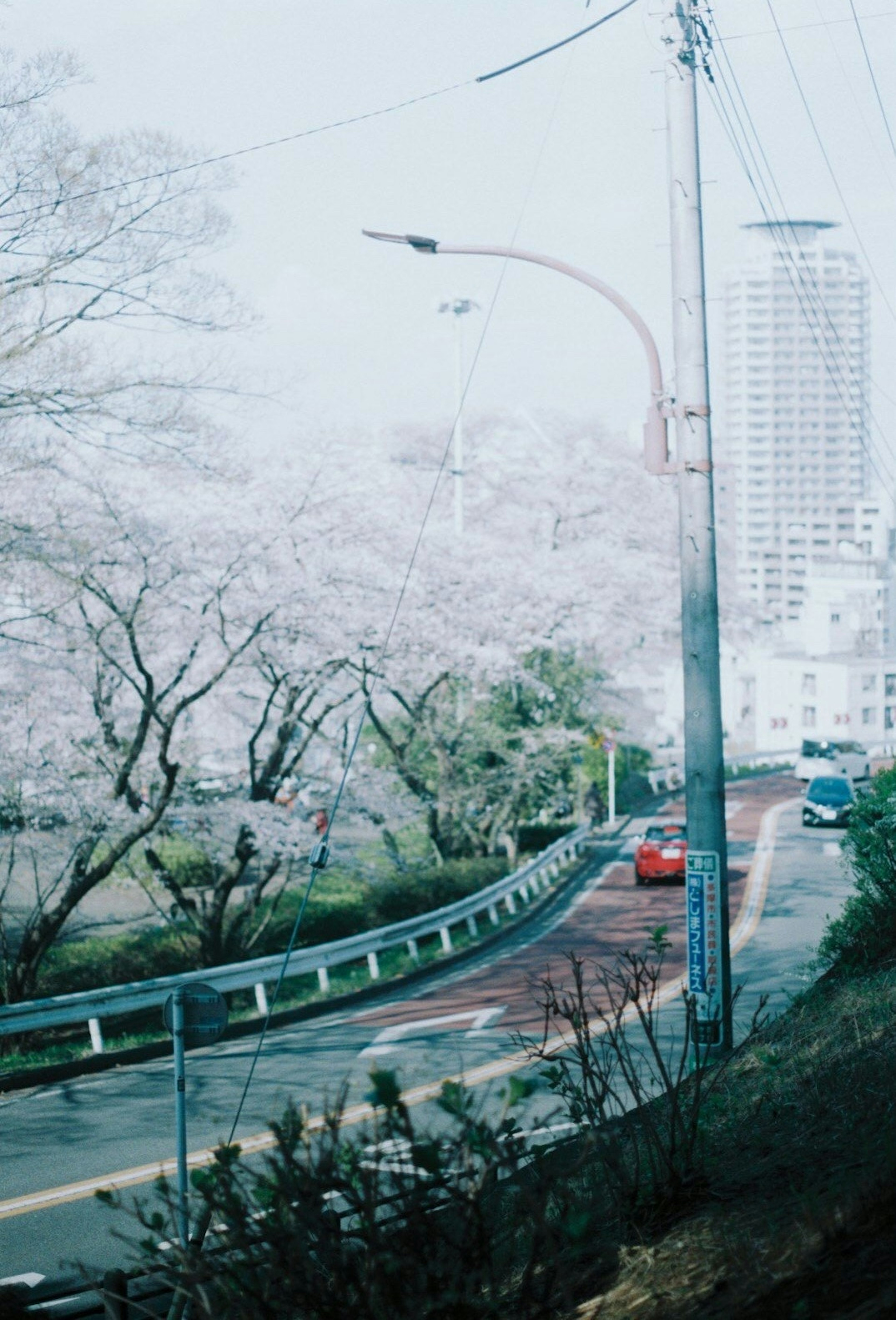 桜の木が並ぶ道路と高層ビルの風景