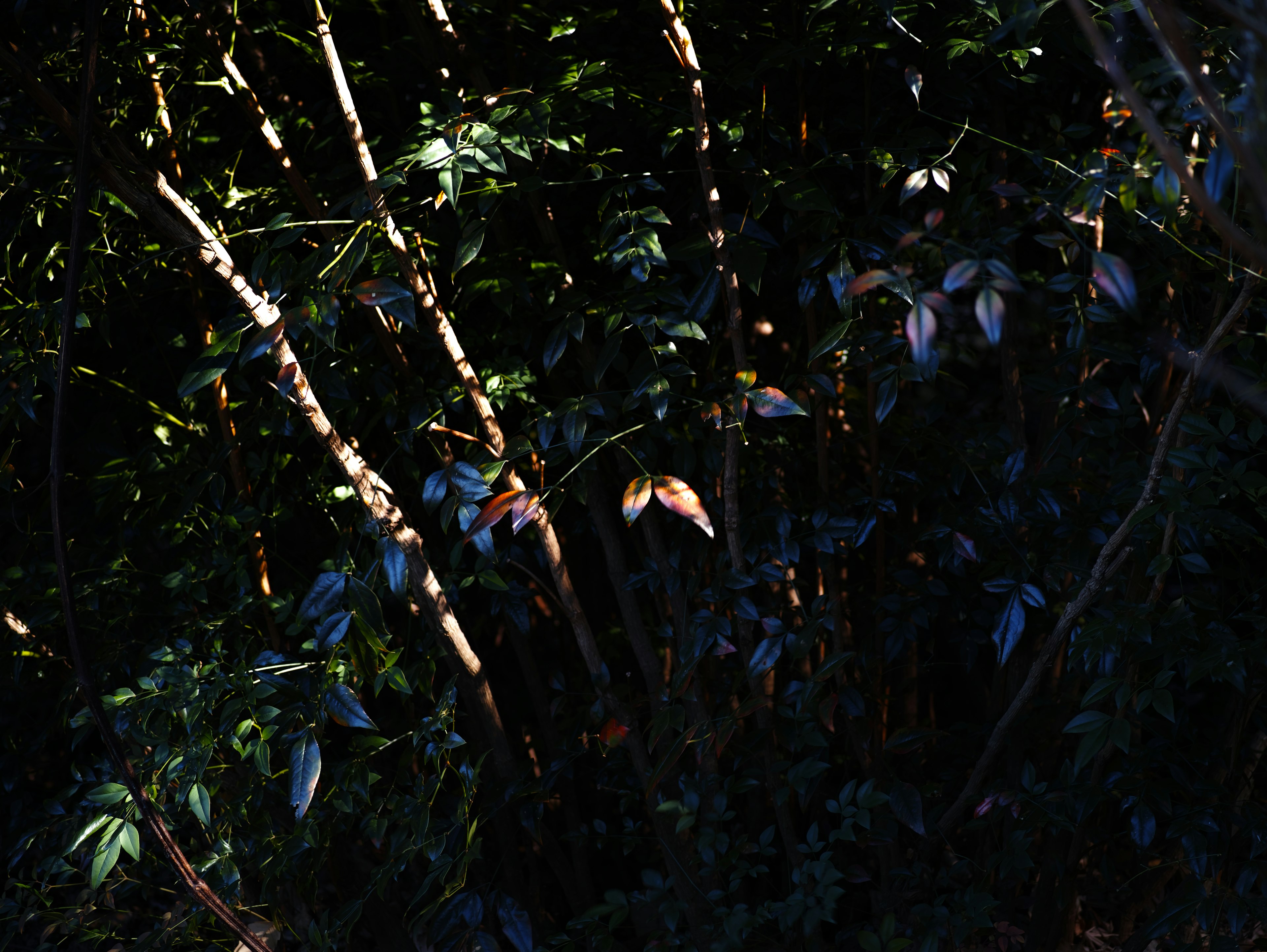 Escena de bosque oscuro con hojas azules y ramas delgadas