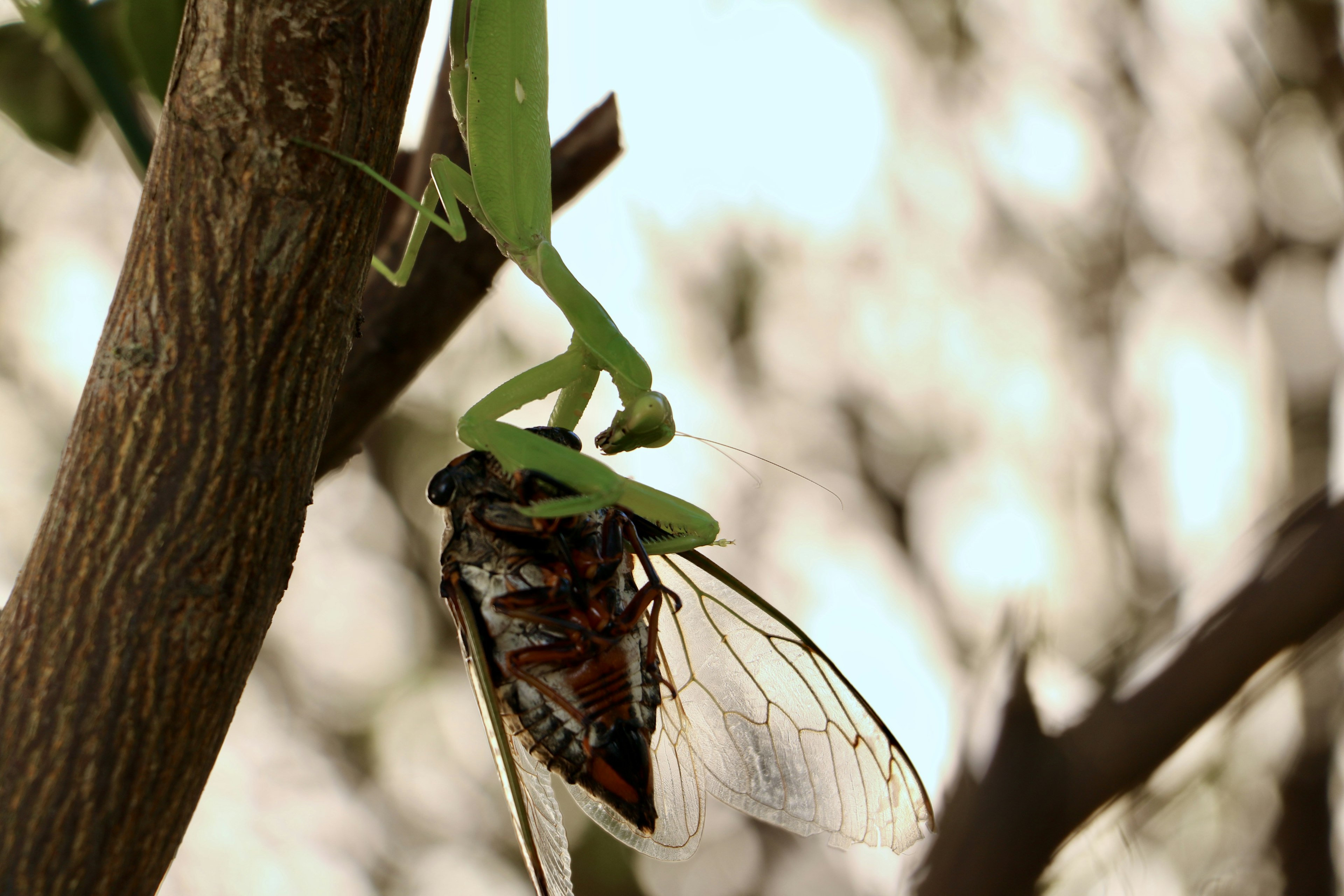 Una mantis verde colgando de una rama con una cigarra debajo que tiene alas