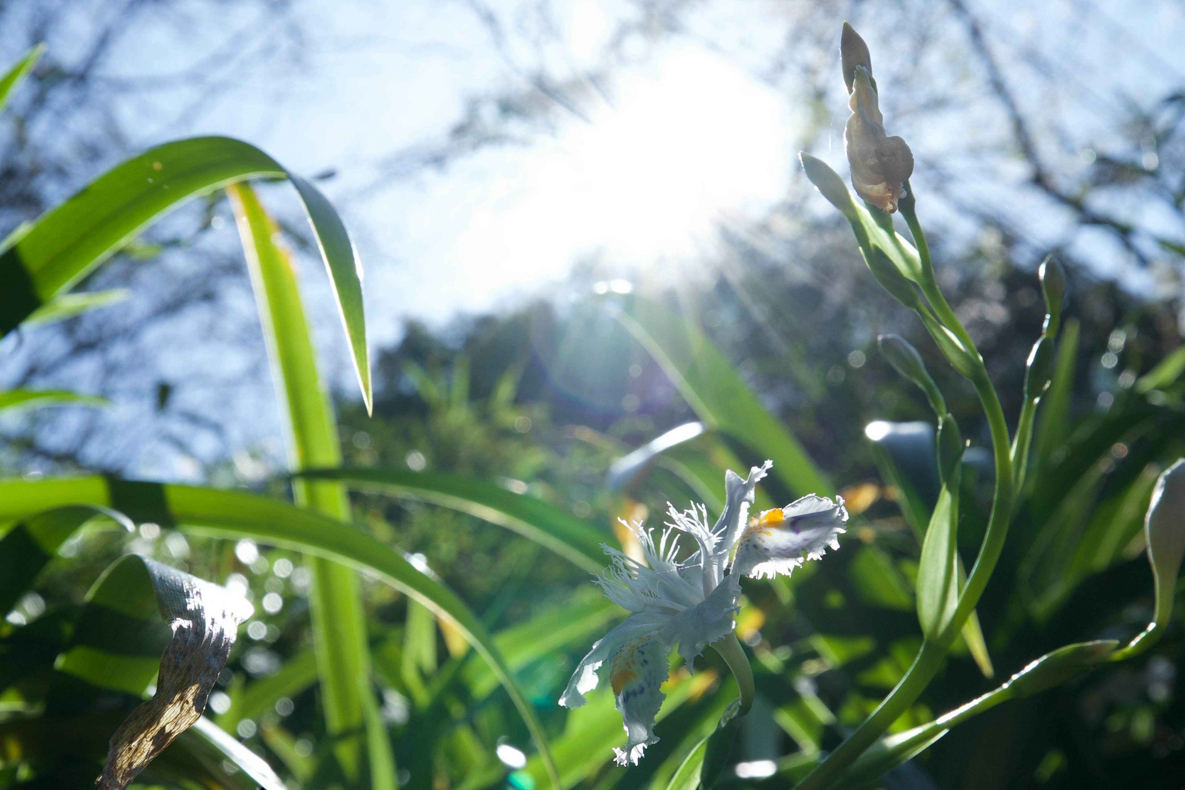 Close-up of lush green leaves and flowers with sunlight shining through