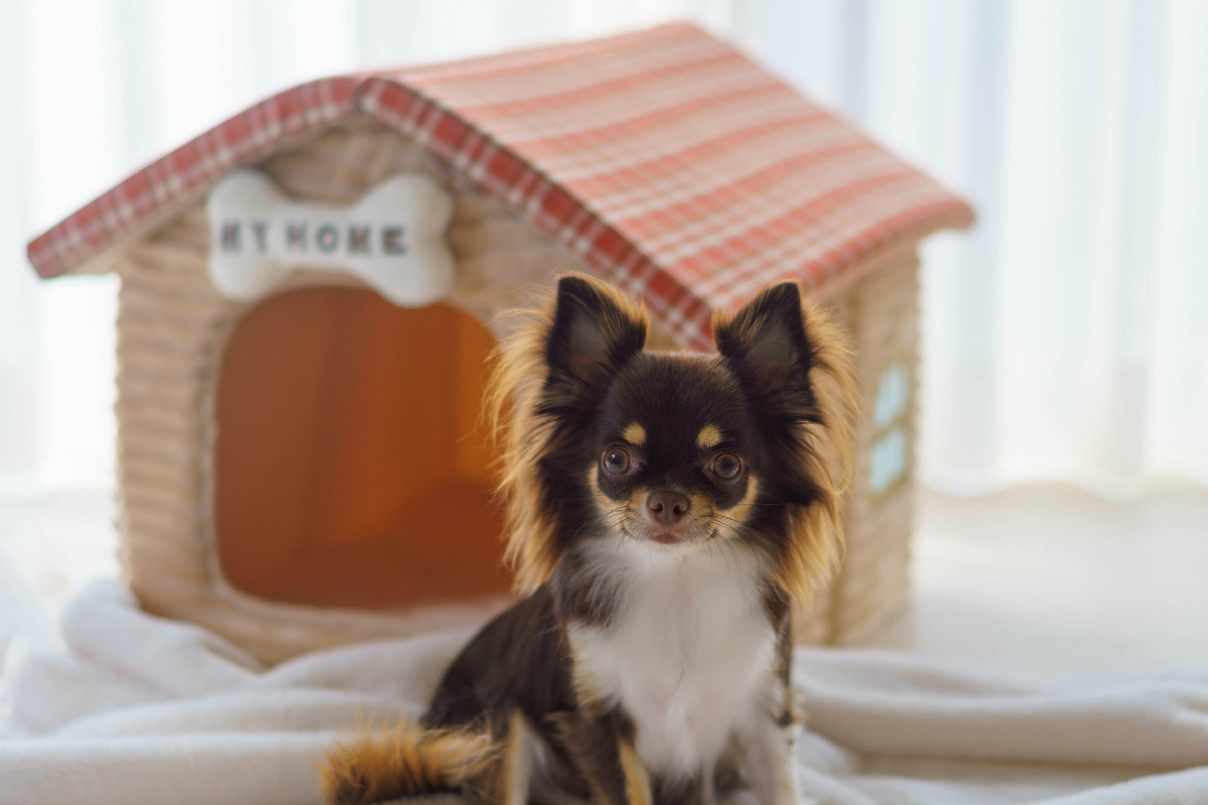 Chihuahua sentado frente a una pequeña casita