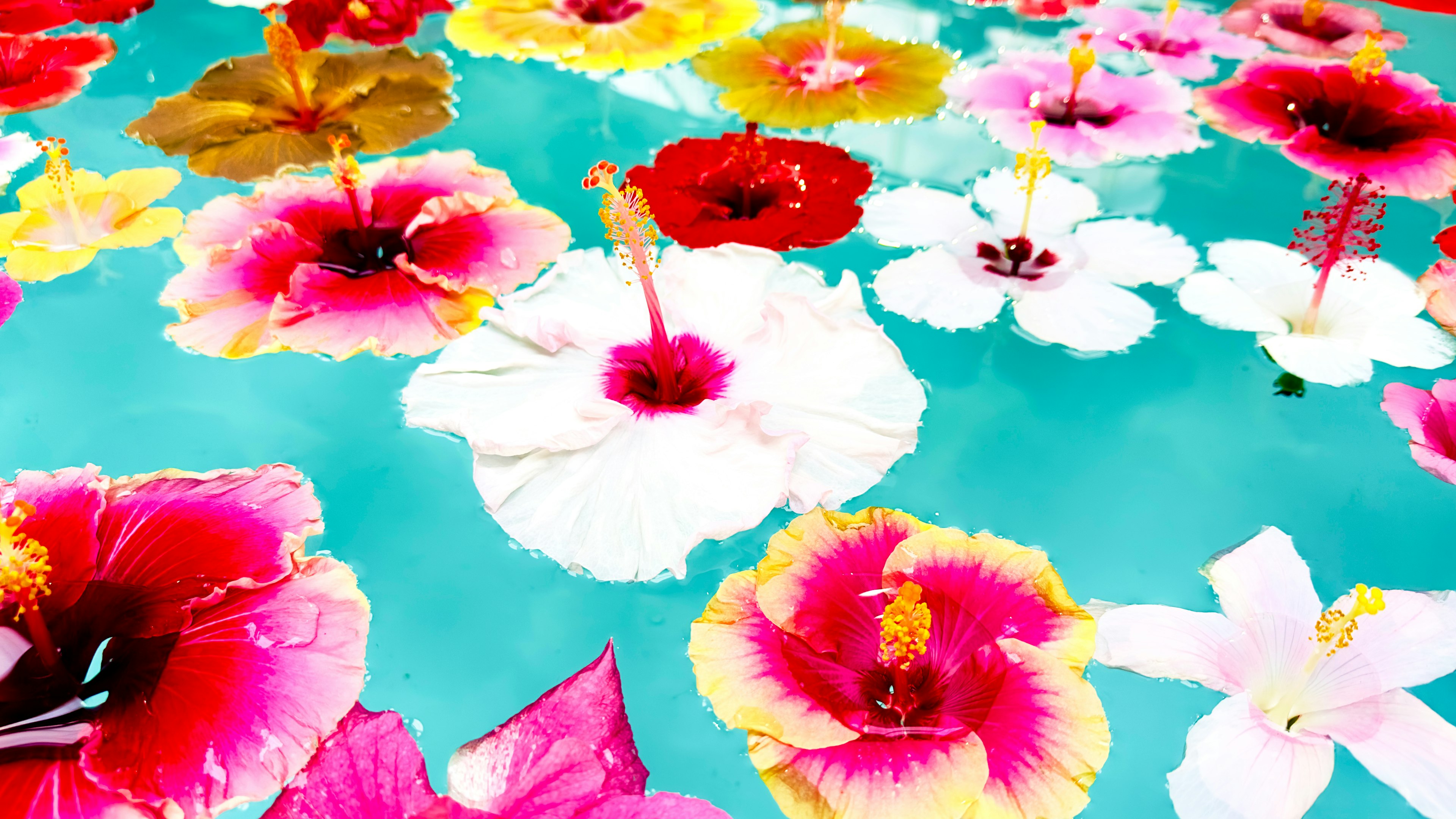 Colorful hibiscus flowers floating on a blue surface