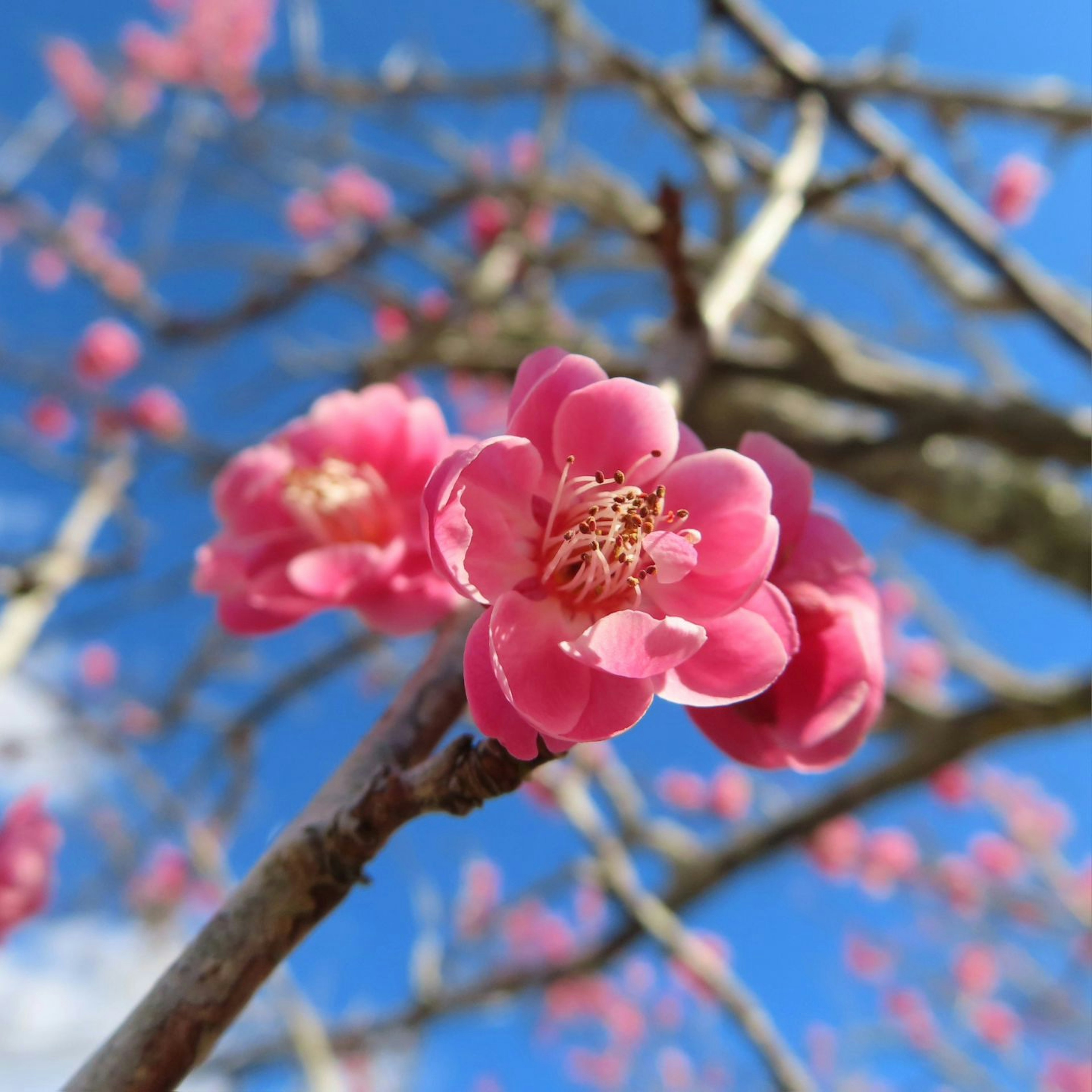 Rosa Blumen blühen an einem Zweig vor blauem Himmel