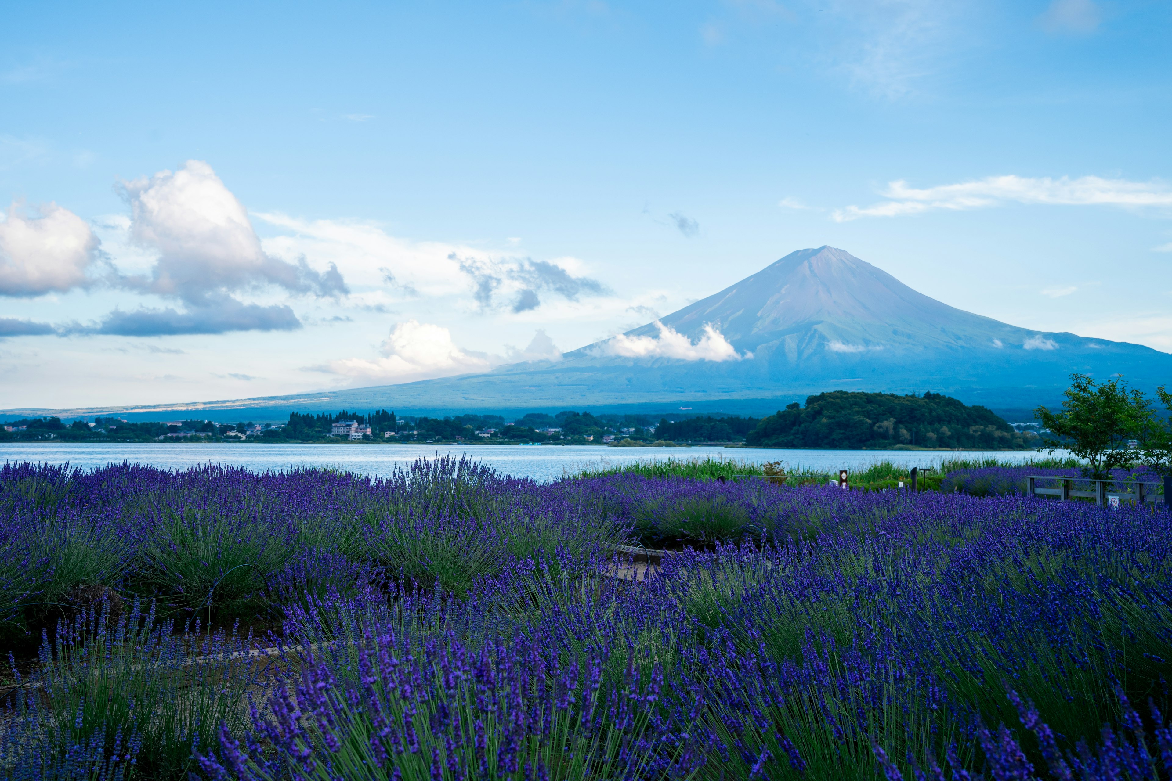 Panoramablick auf den Fuji mit Lavendelfeldern