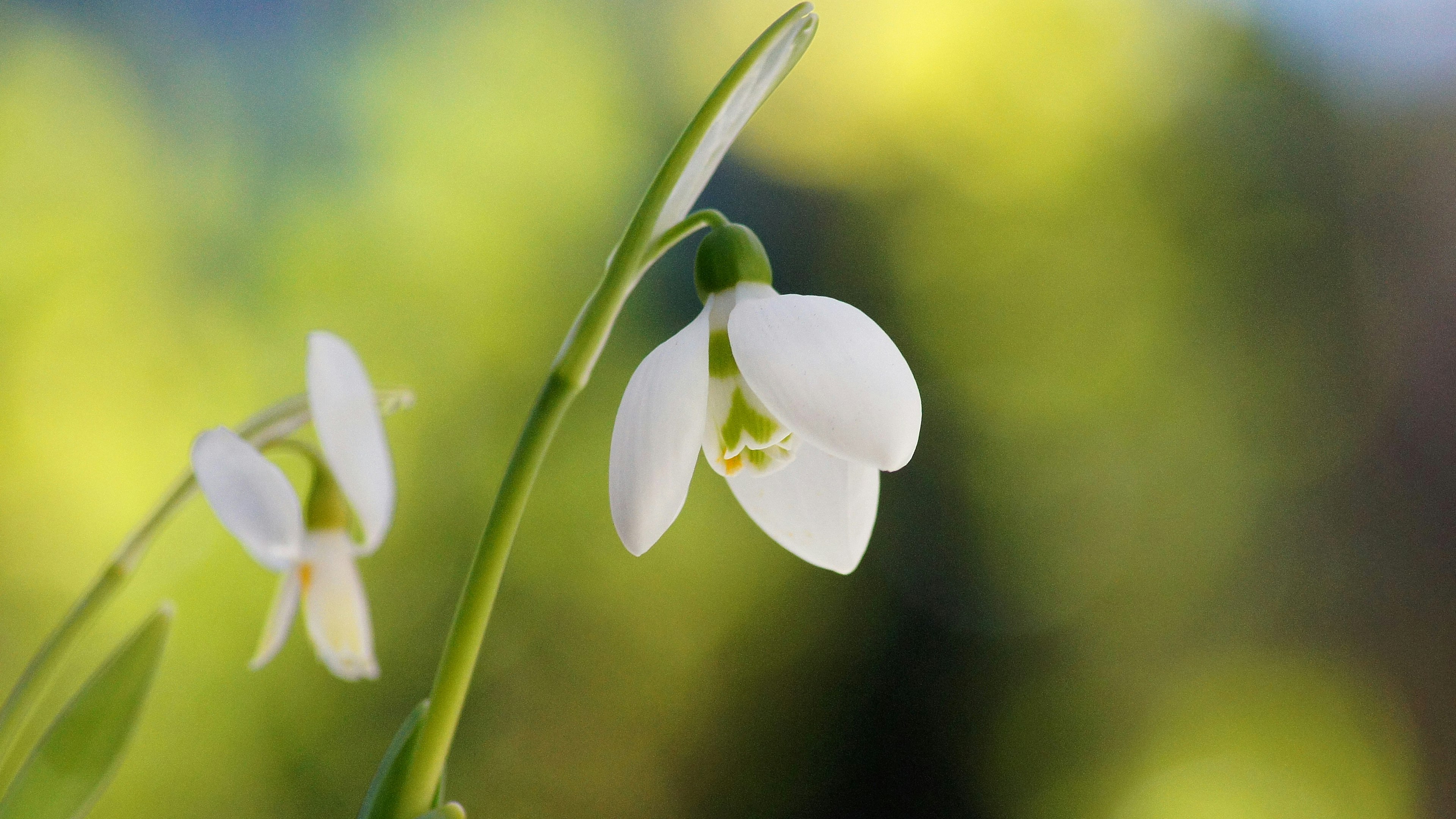 Gros plan de fleurs de perce-neige blanches avec des feuilles vertes et un arrière-plan flou