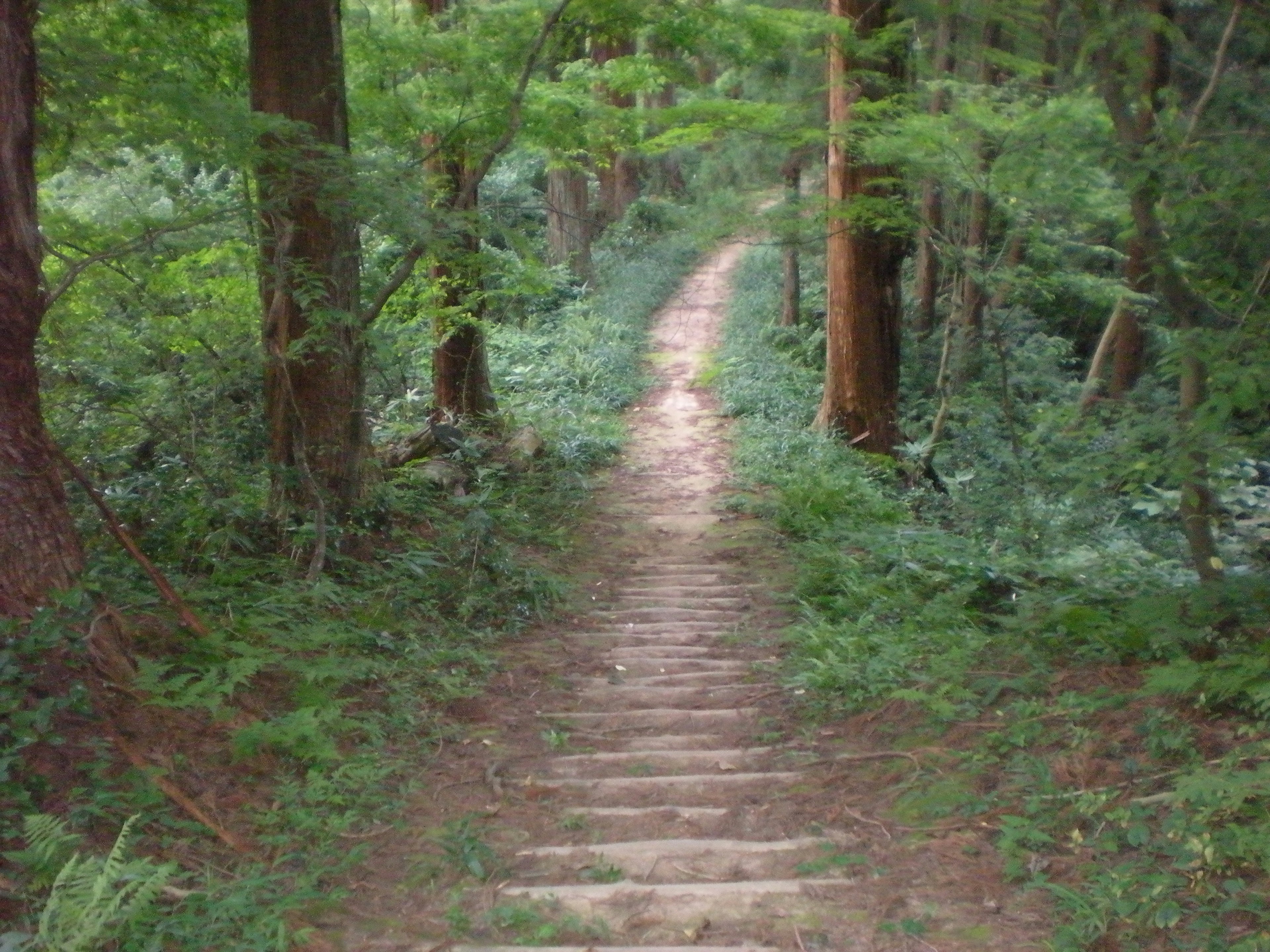 緑豊かな森の中にある石の階段の小道