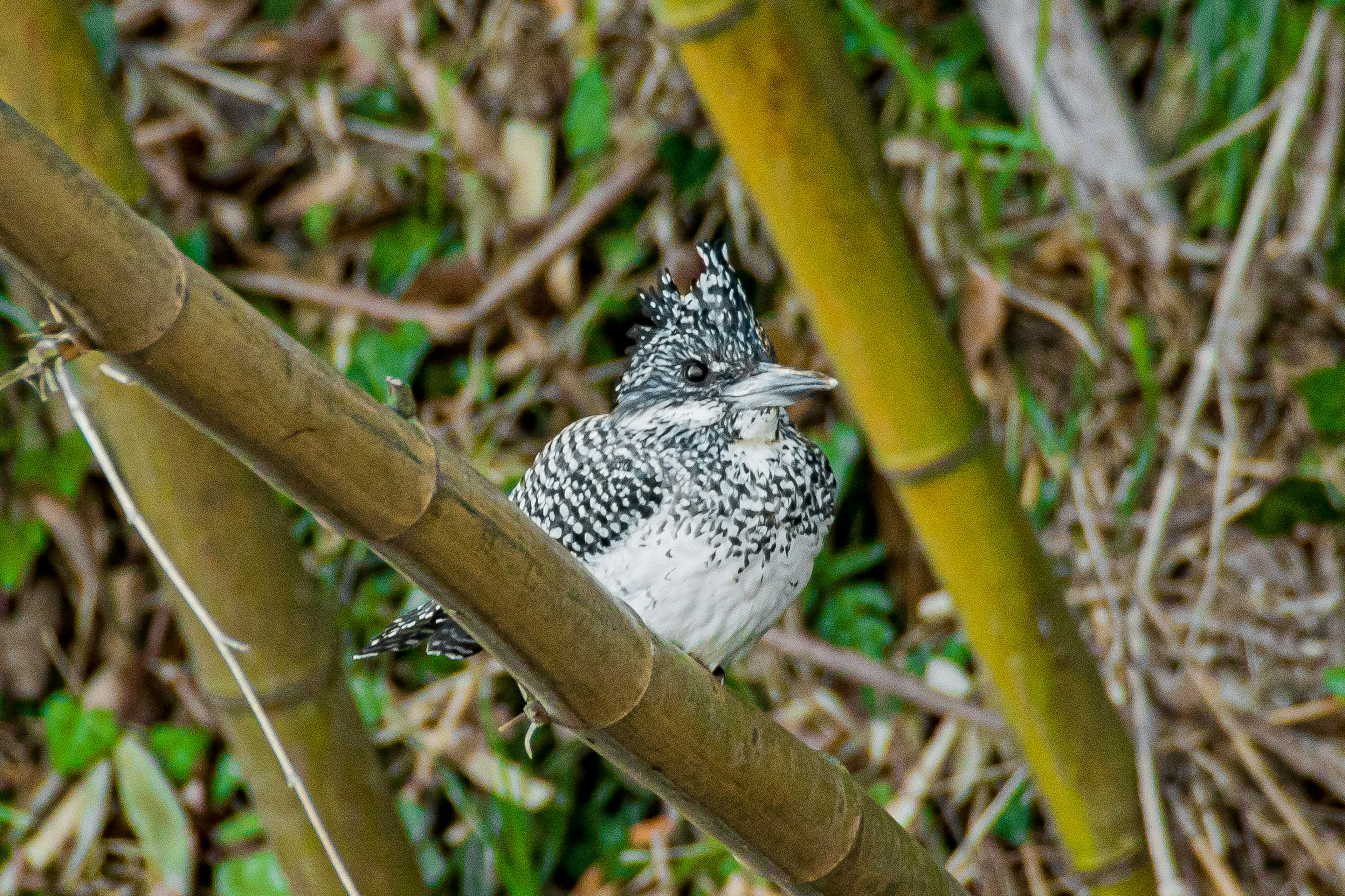 Close-up burung hitam putih di antara bambu