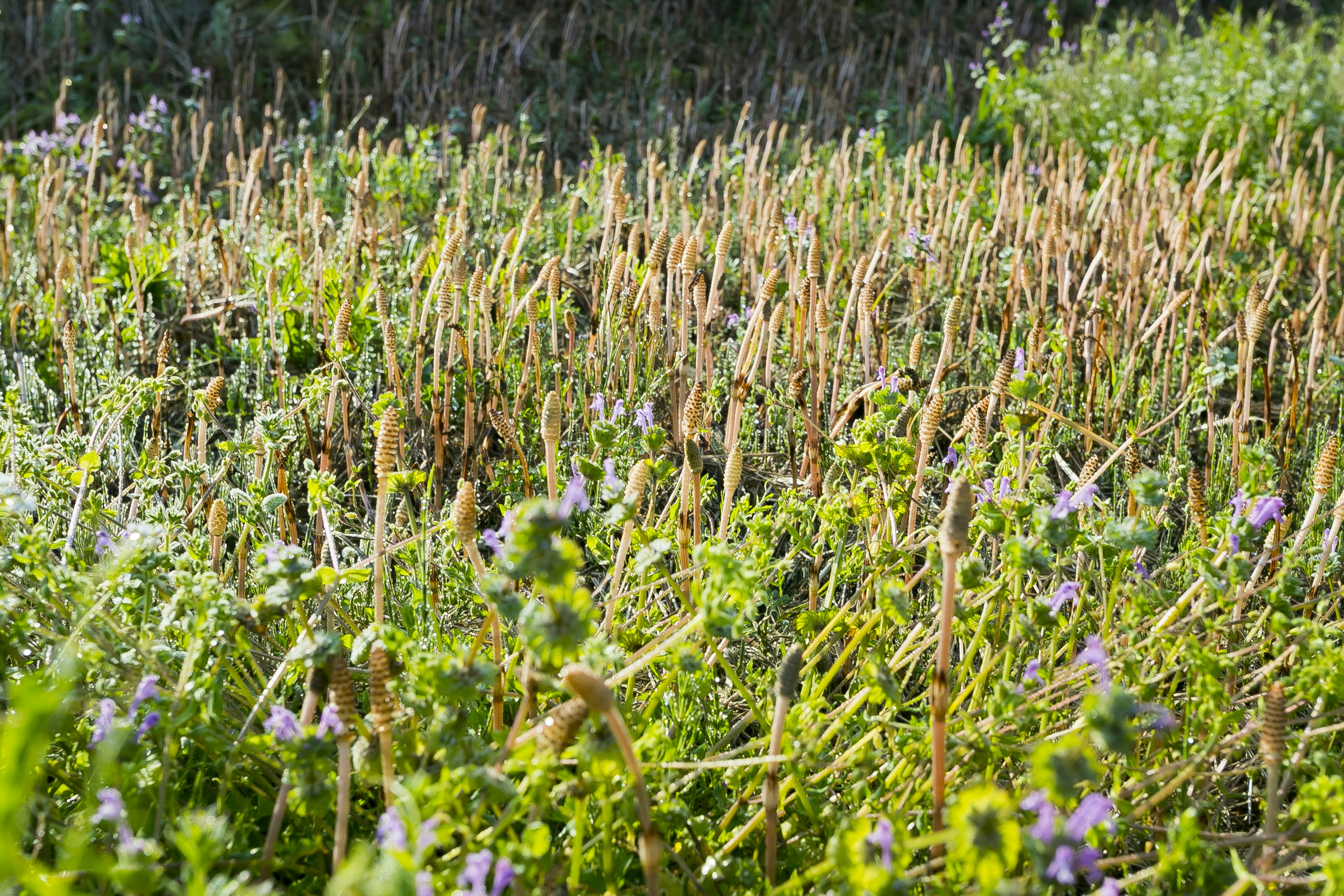 Eine Landschaft mit grünem Gras und lila Blumen