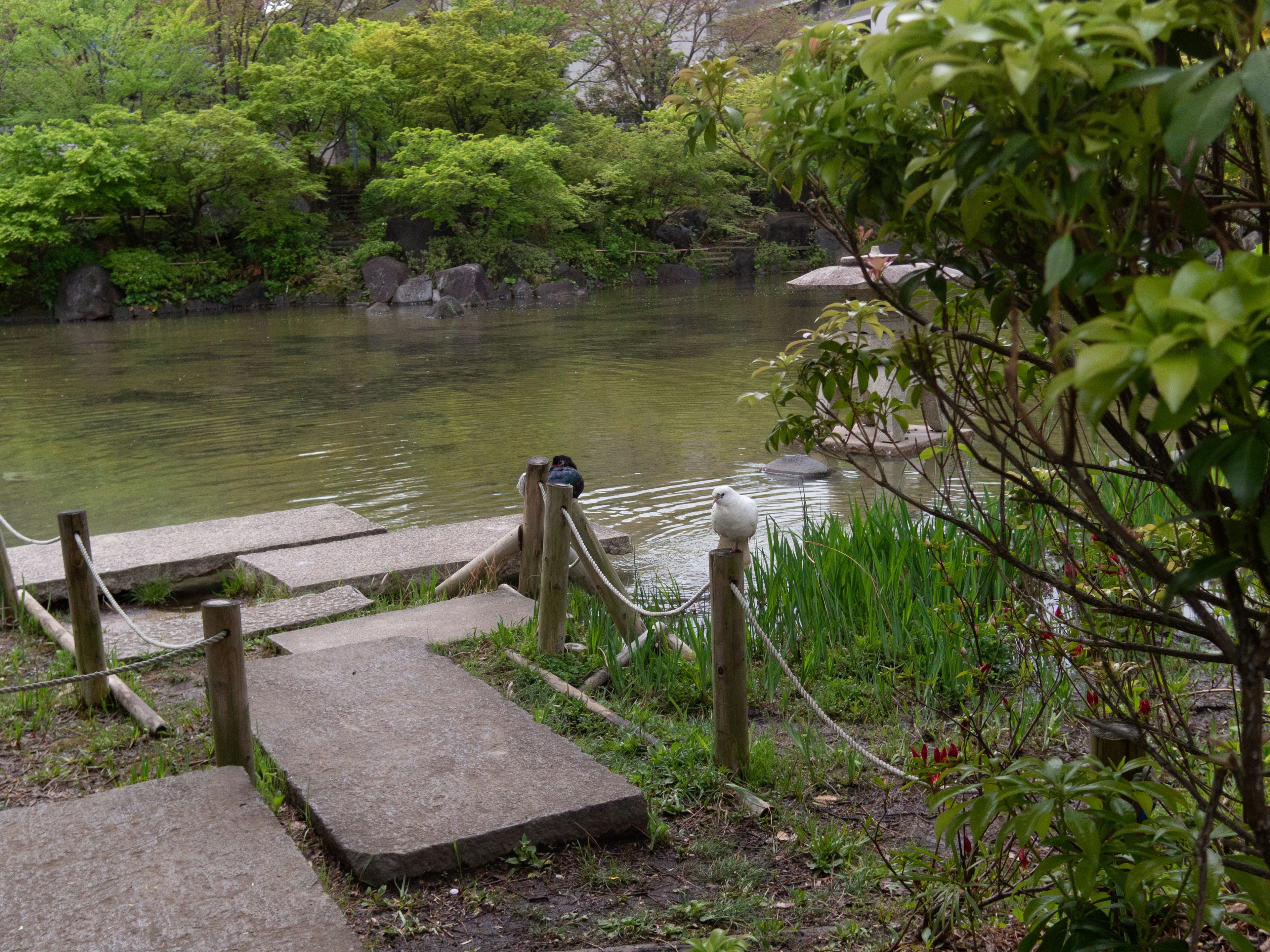 寧靜池塘旁的步道和綠色植物的風景