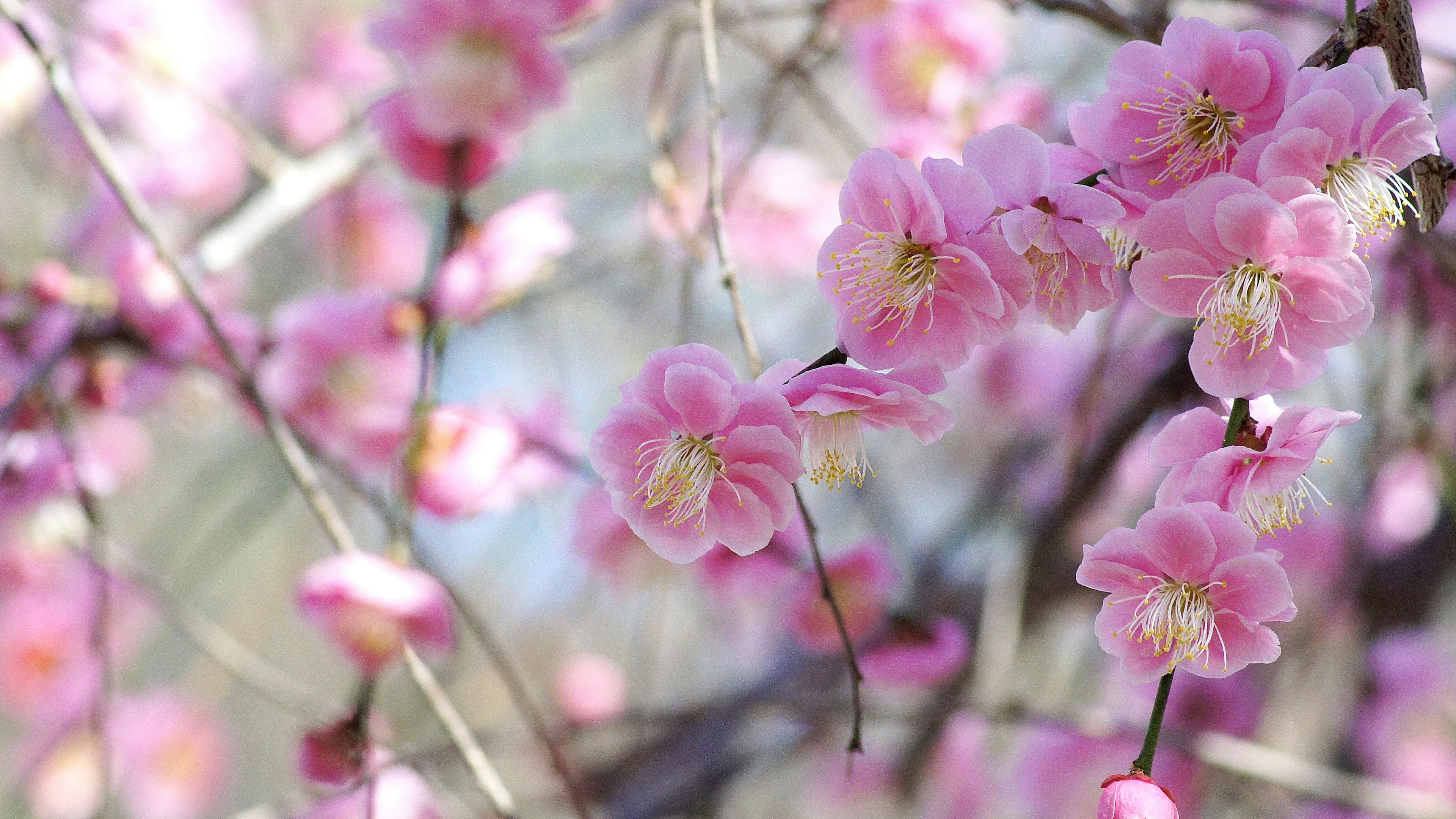 Close-up bunga plum pink yang halus di cabang