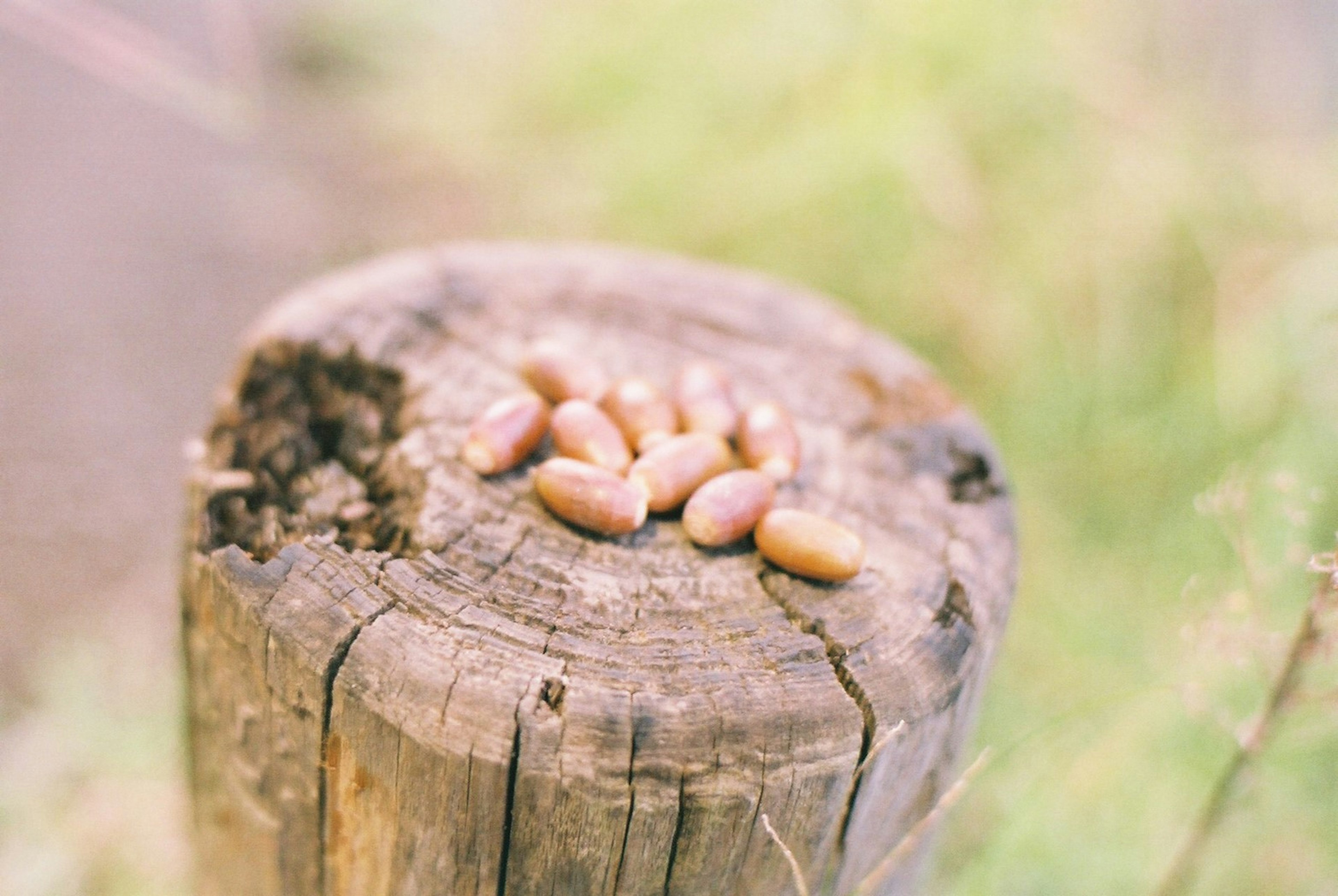 Varios frijoles pequeños dispuestos sobre un tocón de madera