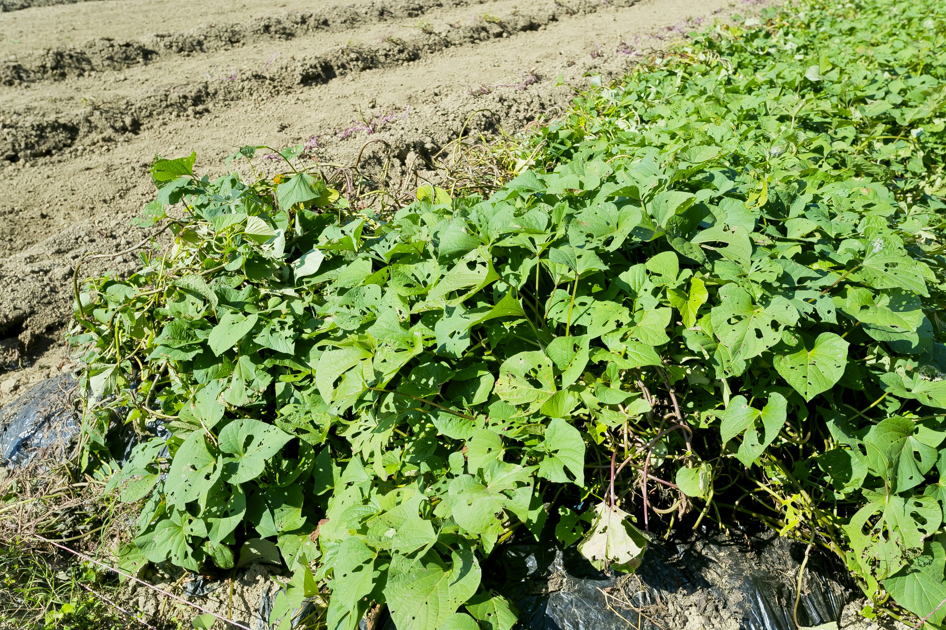 Lush green vegetable leaves spread across a farm plot