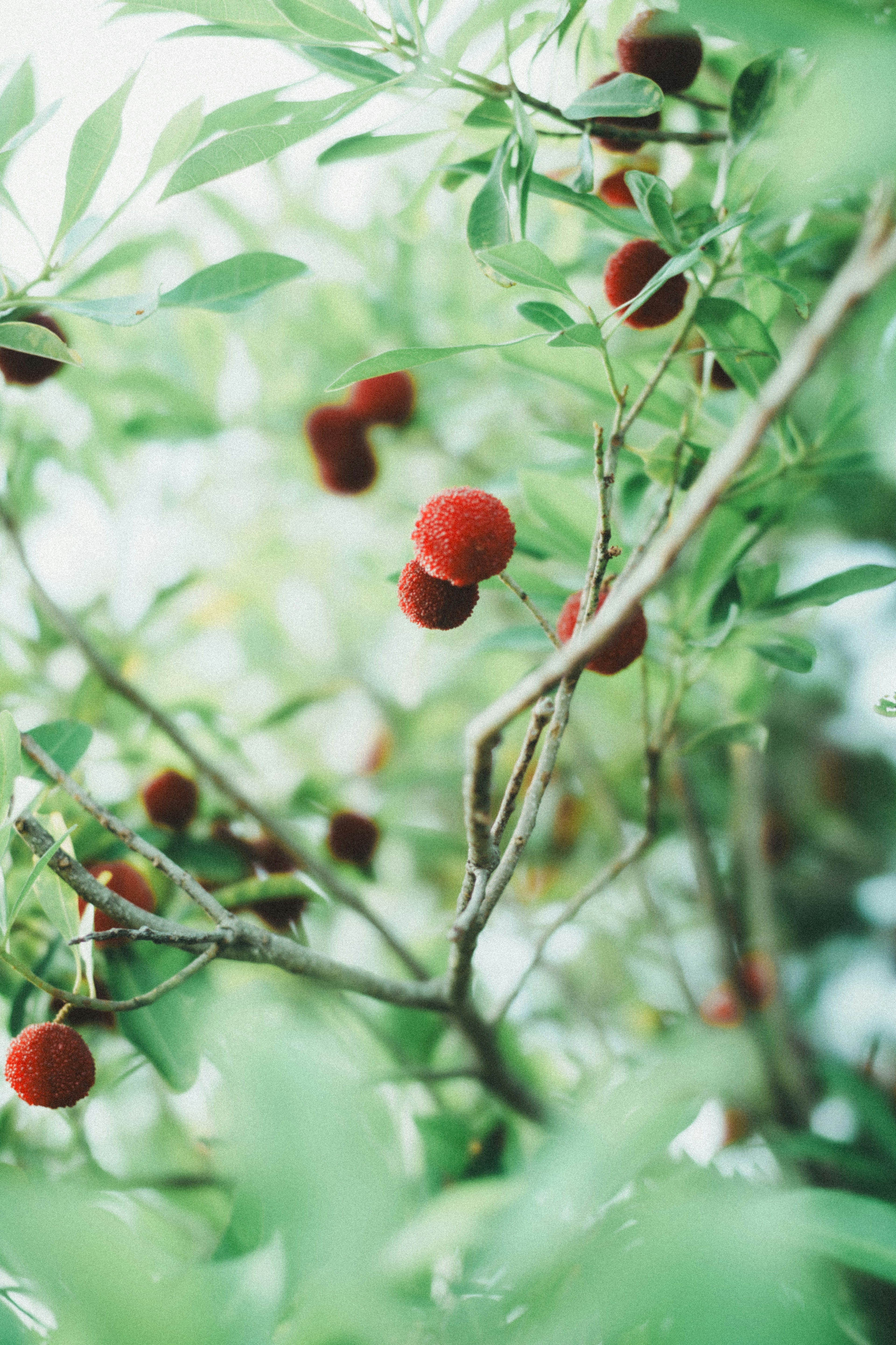 Branches of red fruits surrounded by green leaves