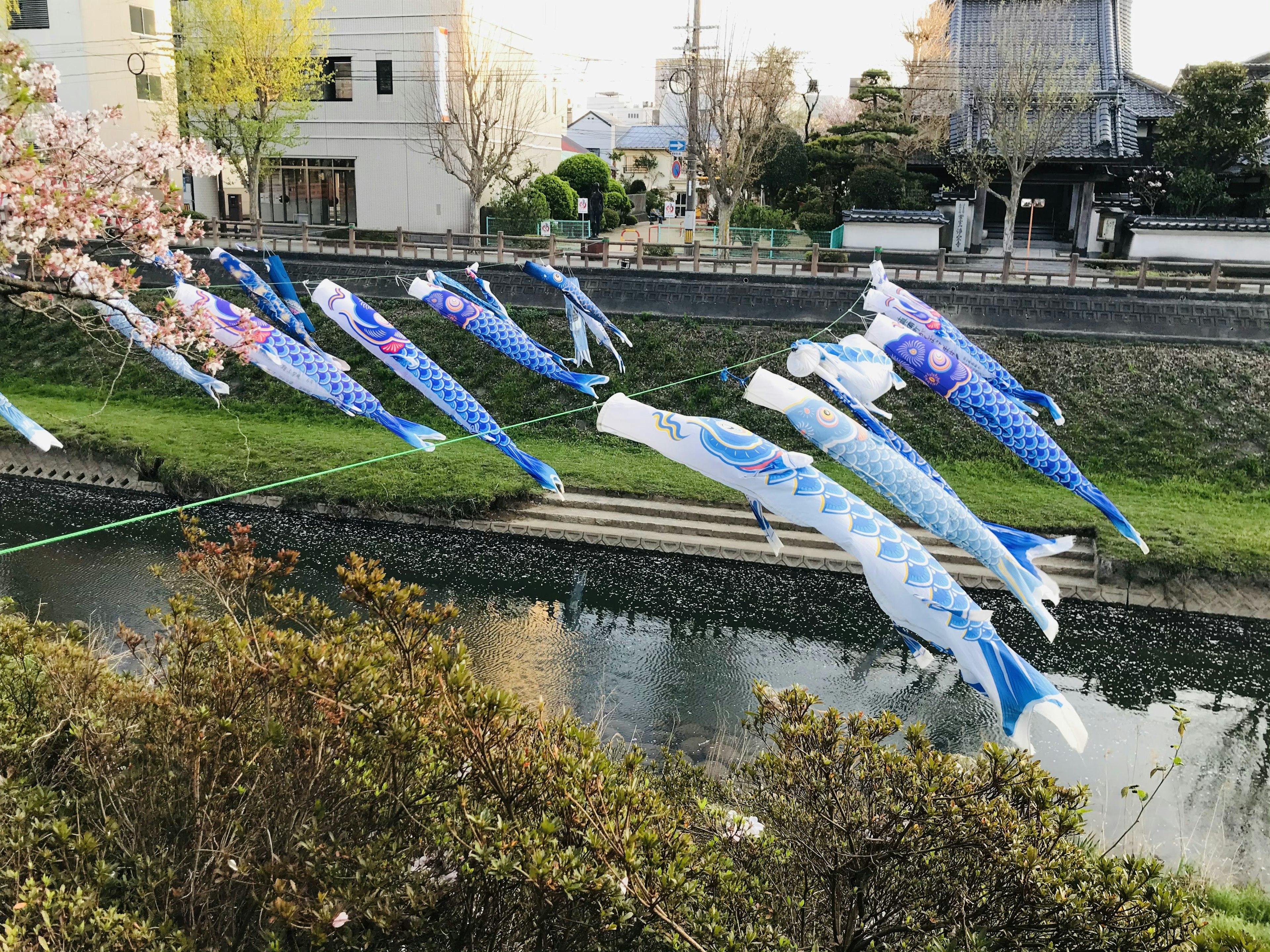 Drapeaux koi nobori colorés flottant au-dessus d'une rivière