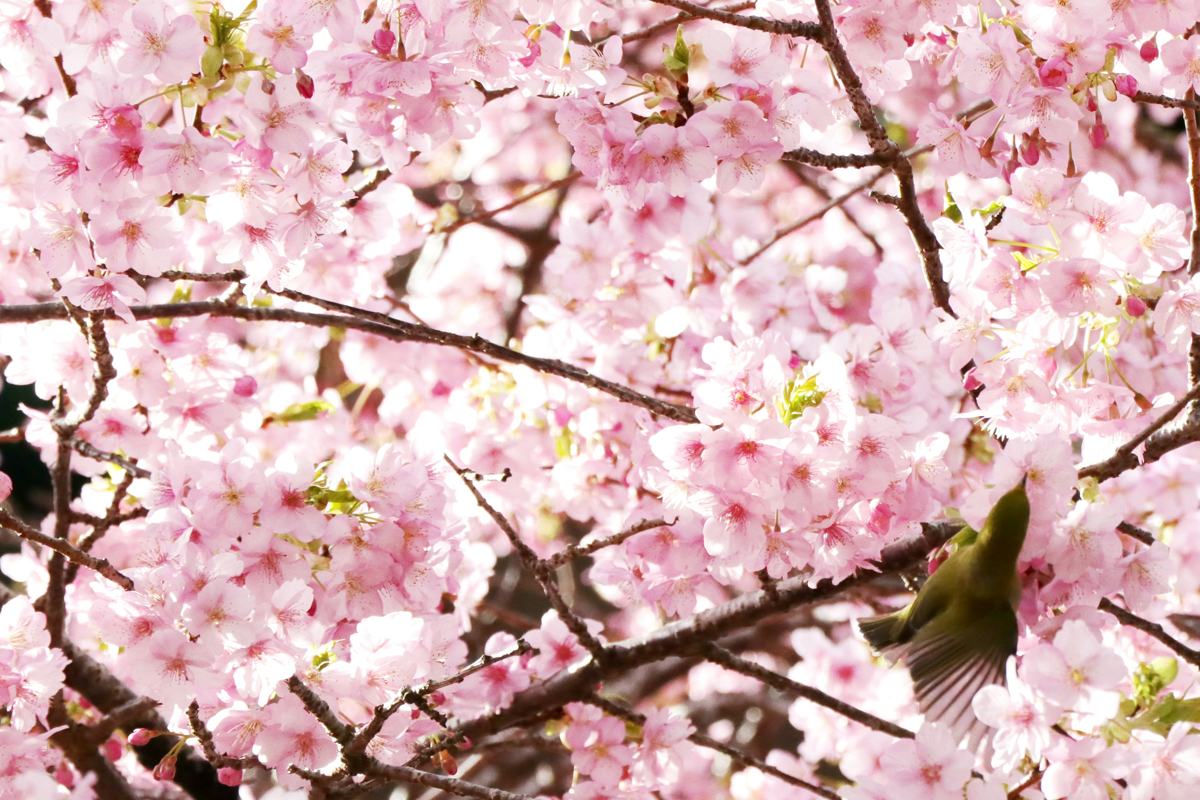 A small bird surrounded by cherry blossoms