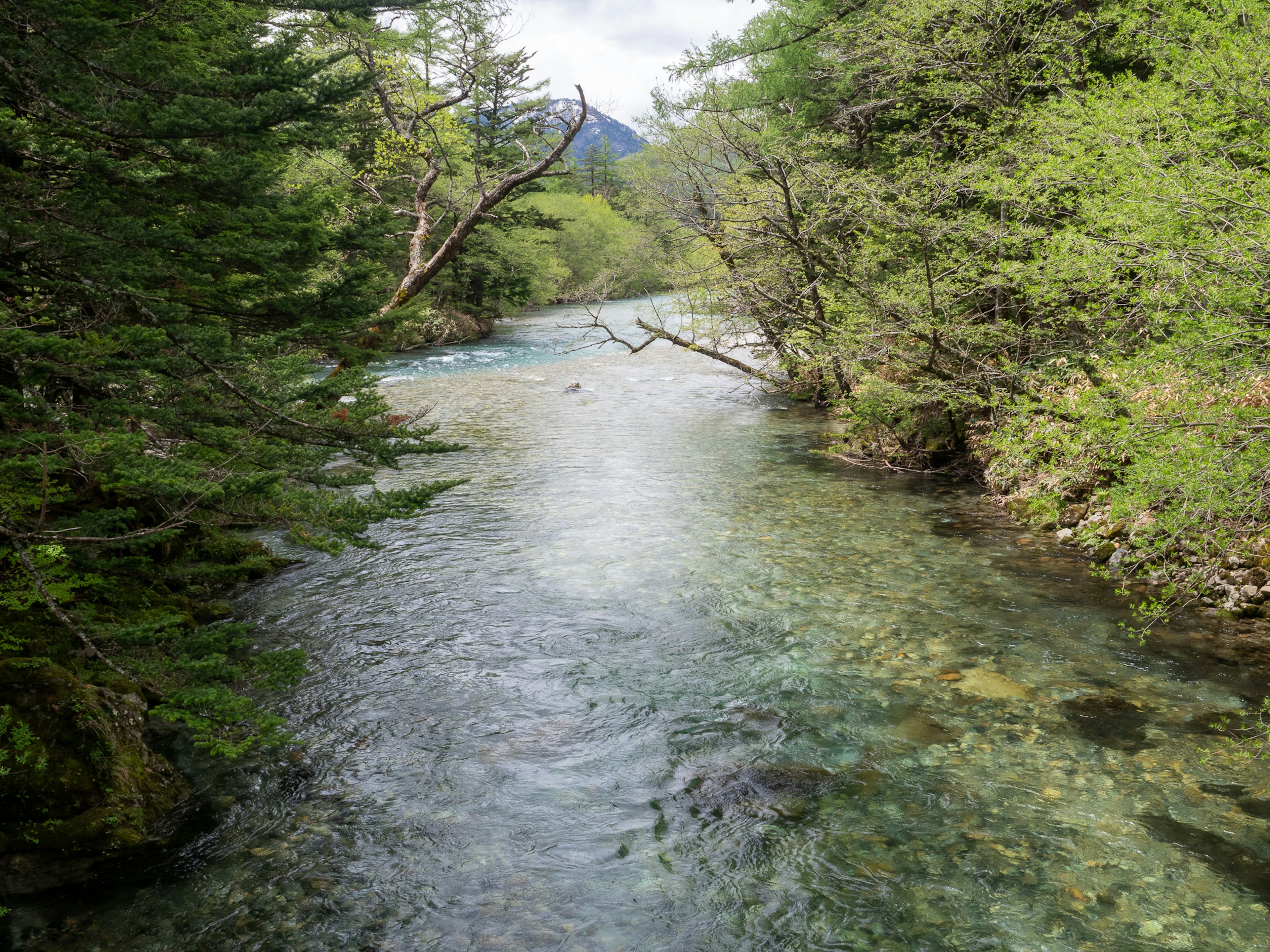 Une rivière claire coulant à travers des arbres verts luxuriants