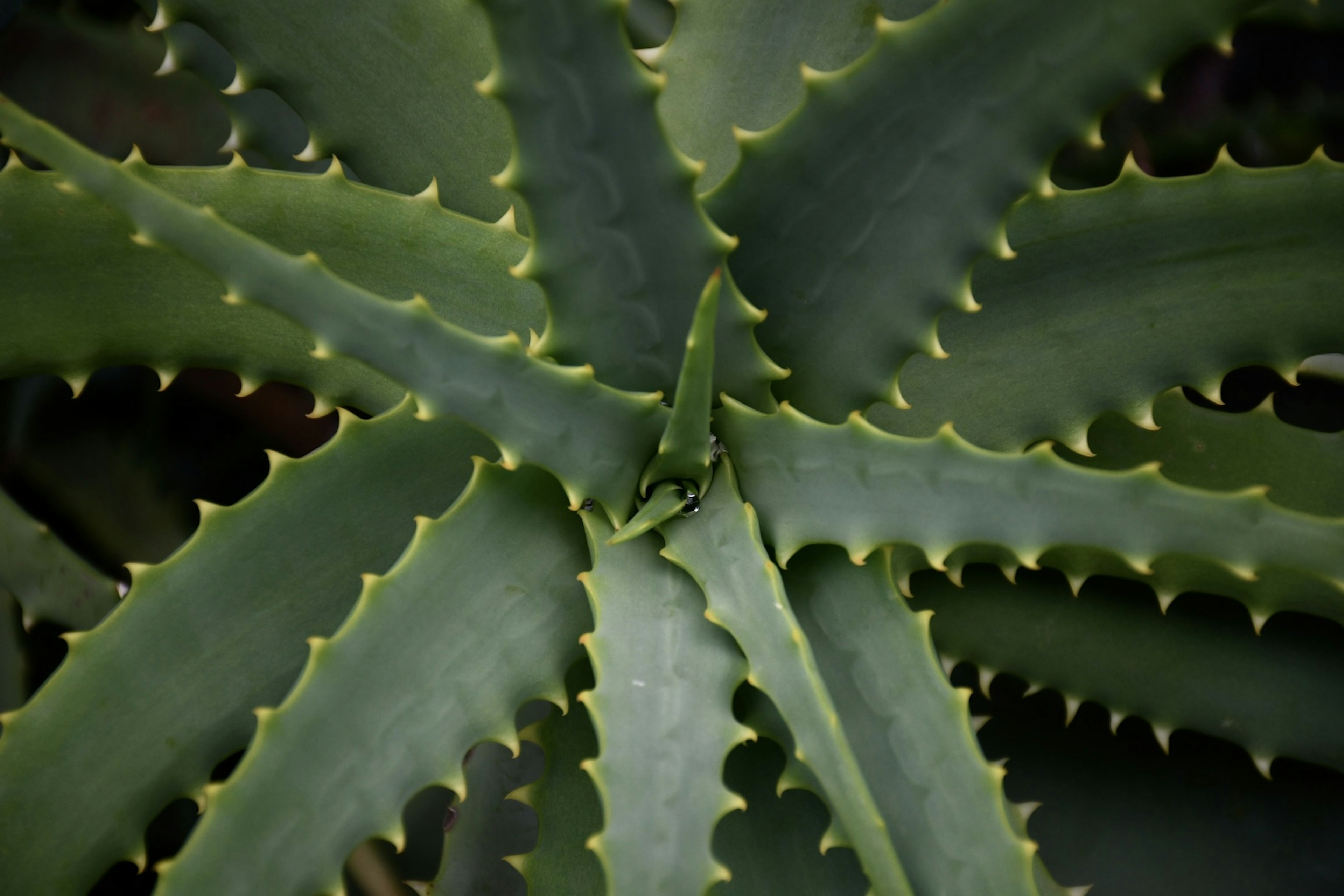 Hojas verdes de aloe vera que se extienden radialmente