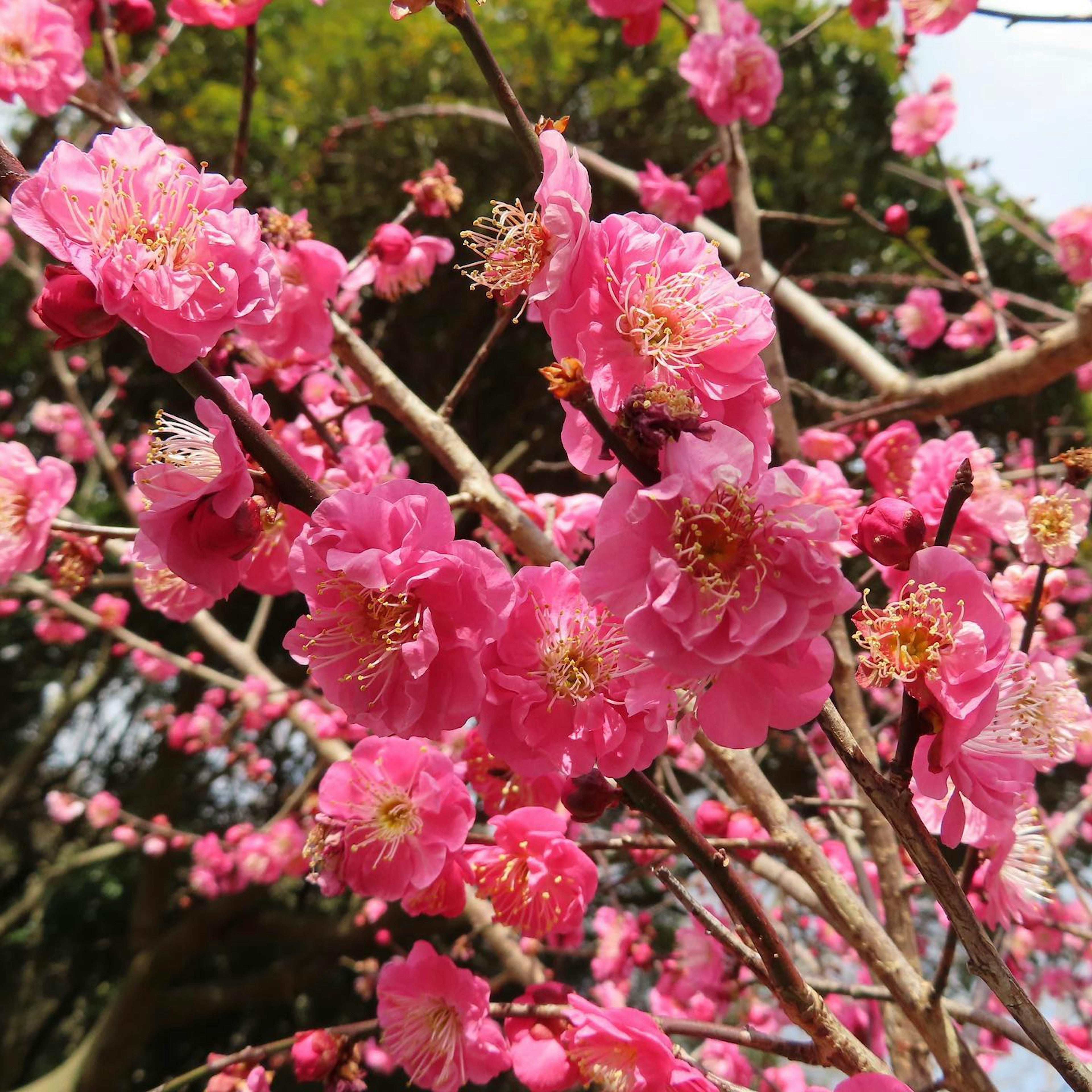 Close-up of pink plum blossoms on branches