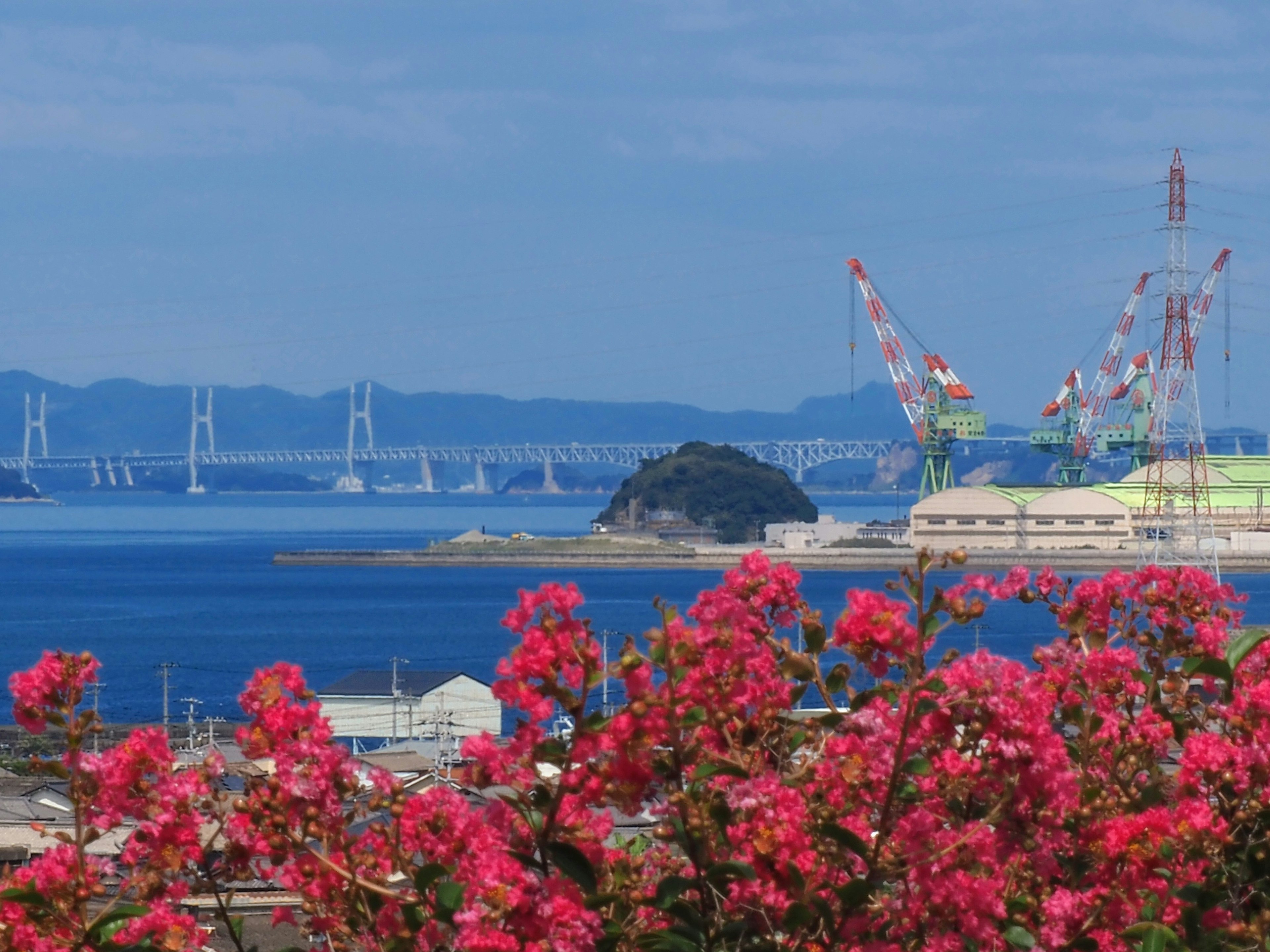 Fiori di bougainvillea rosa in primo piano con mare blu e ponte sullo sfondo