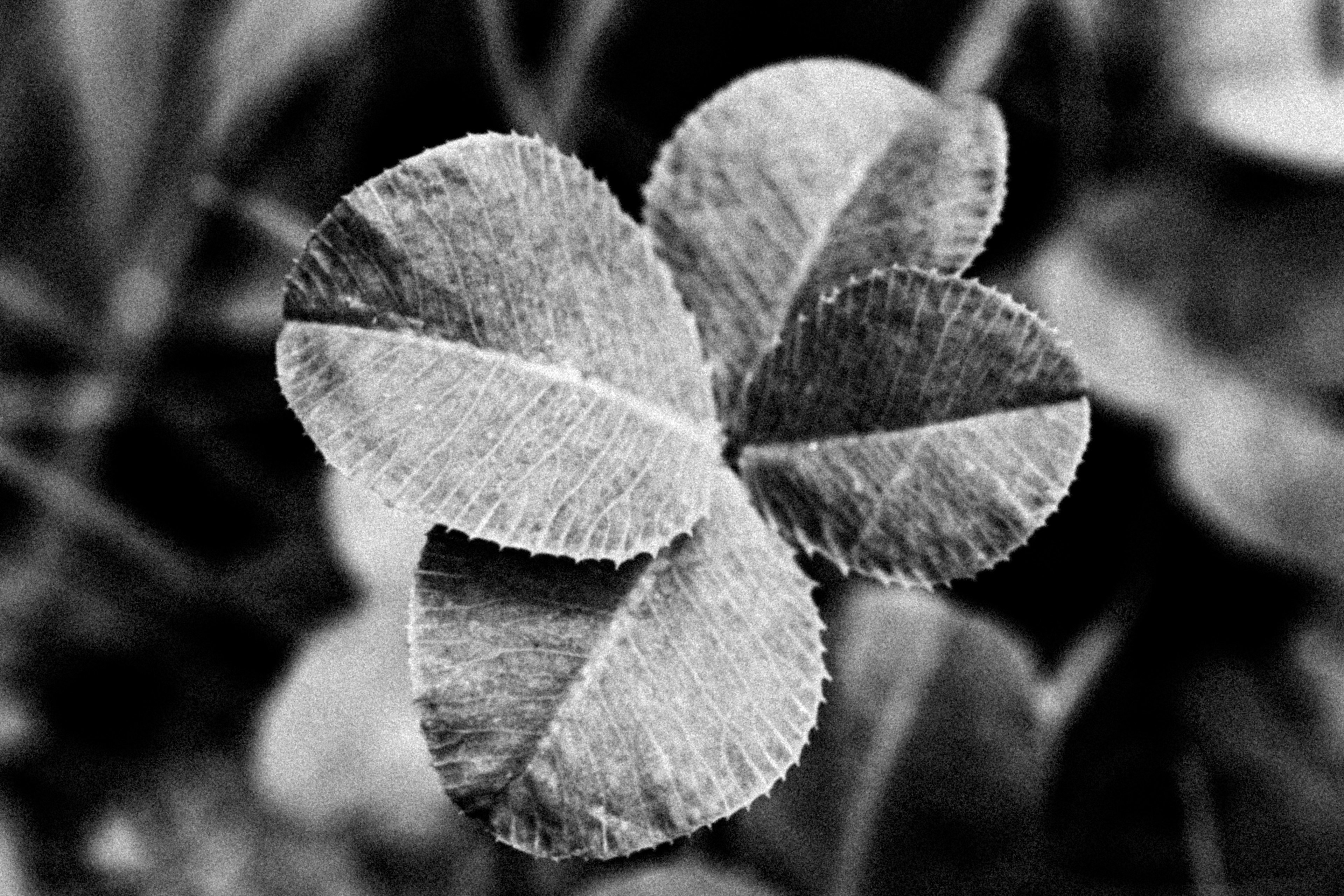 Photo en noir et blanc d'un trèfle à quatre feuilles