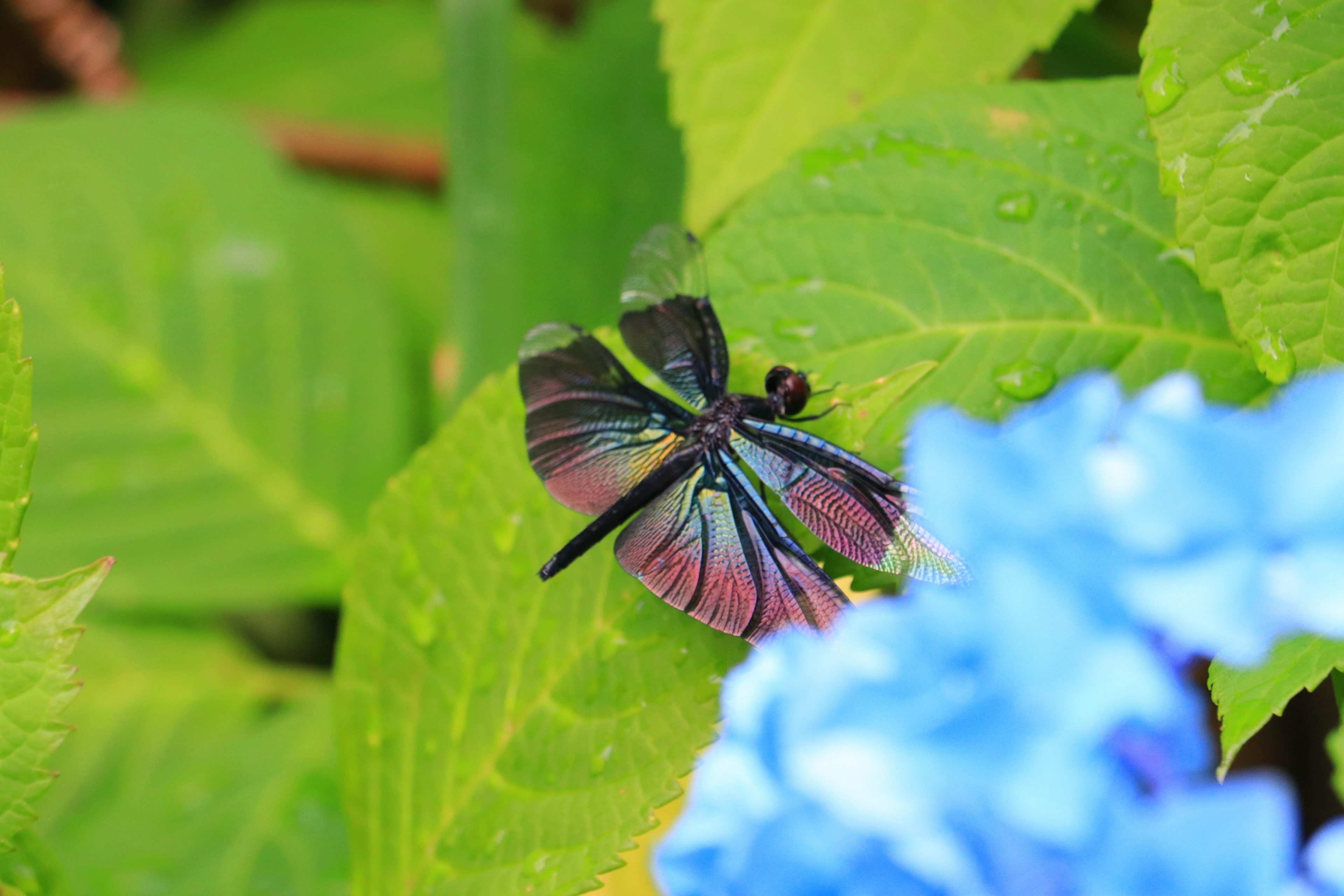 Bellissima farfalla che si posa su foglie verdi vicino a un fiore blu