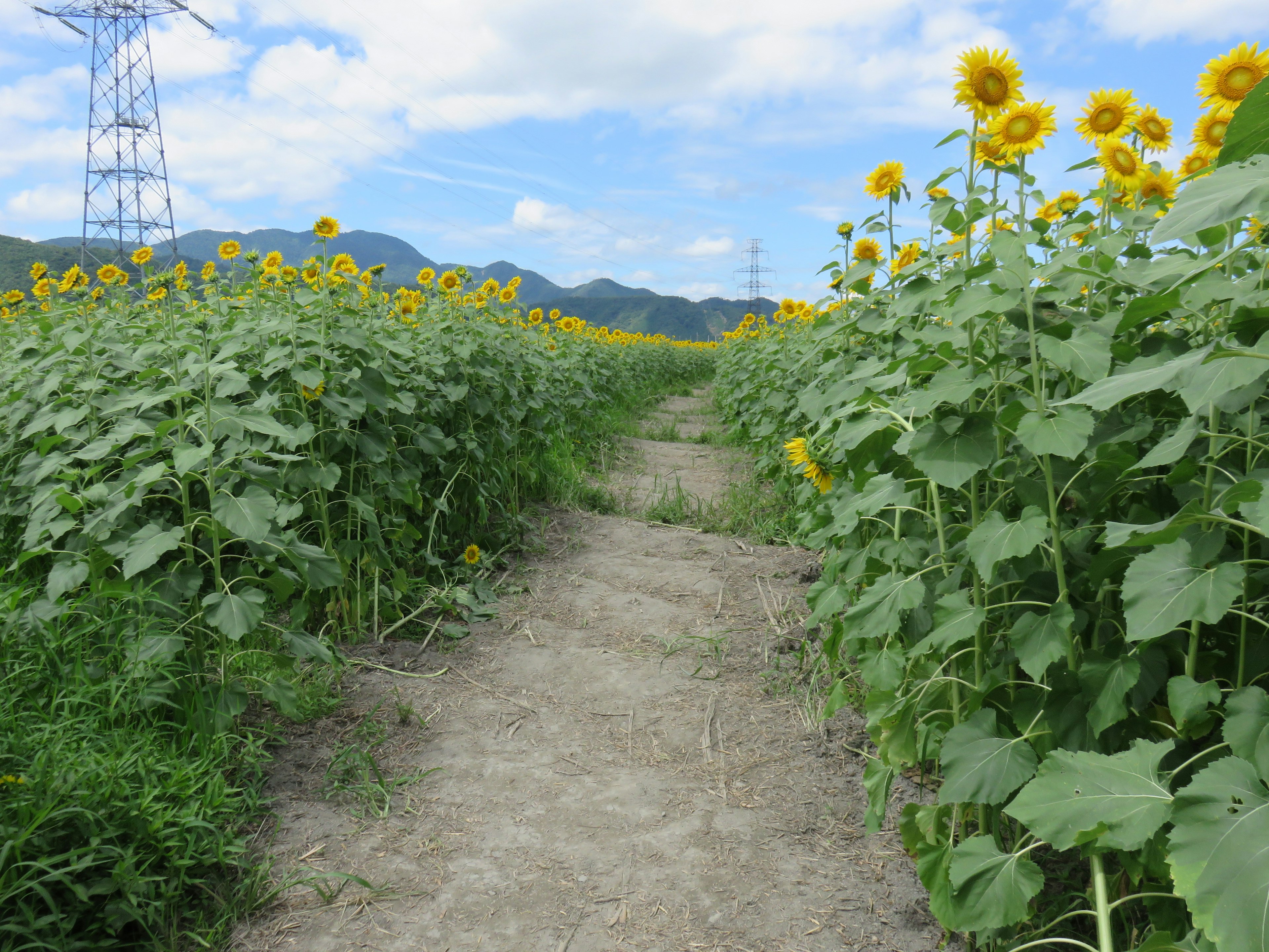 ひまわりで囲まれた小道と青空