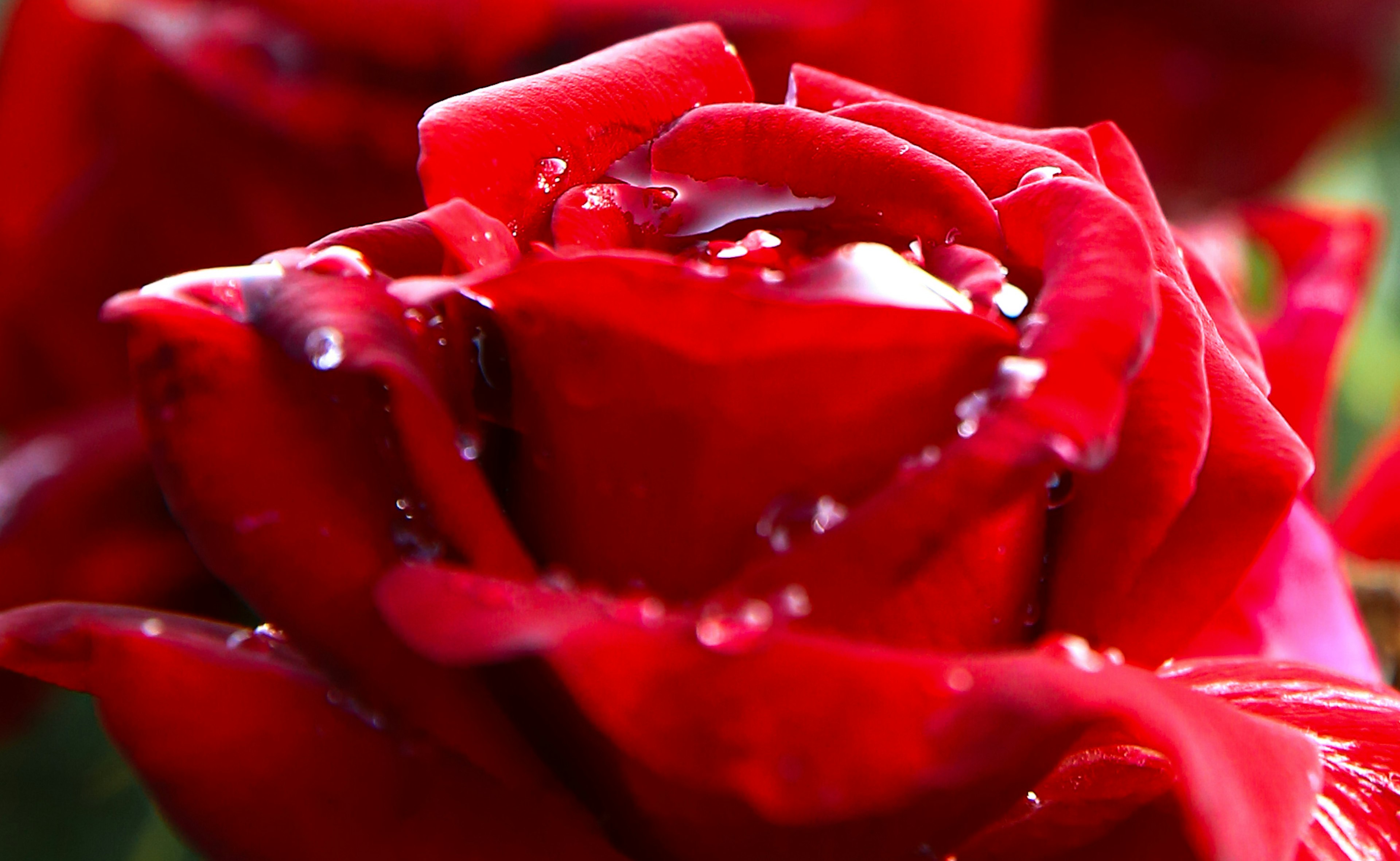 Acercamiento de una rosa roja vibrante con gotas de agua