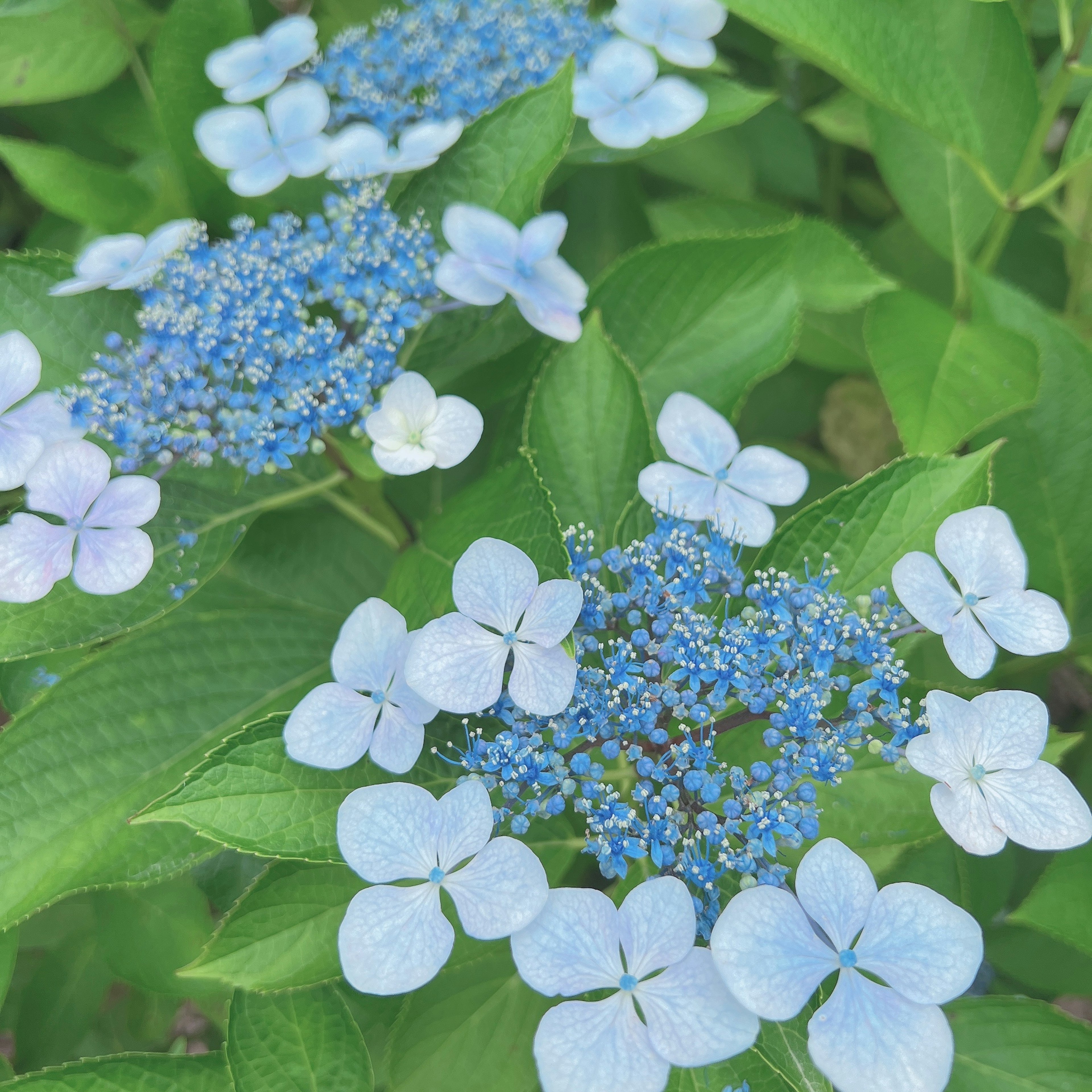 Nahaufnahme einer schönen Hortensie mit blauen Blüten und grünen Blättern