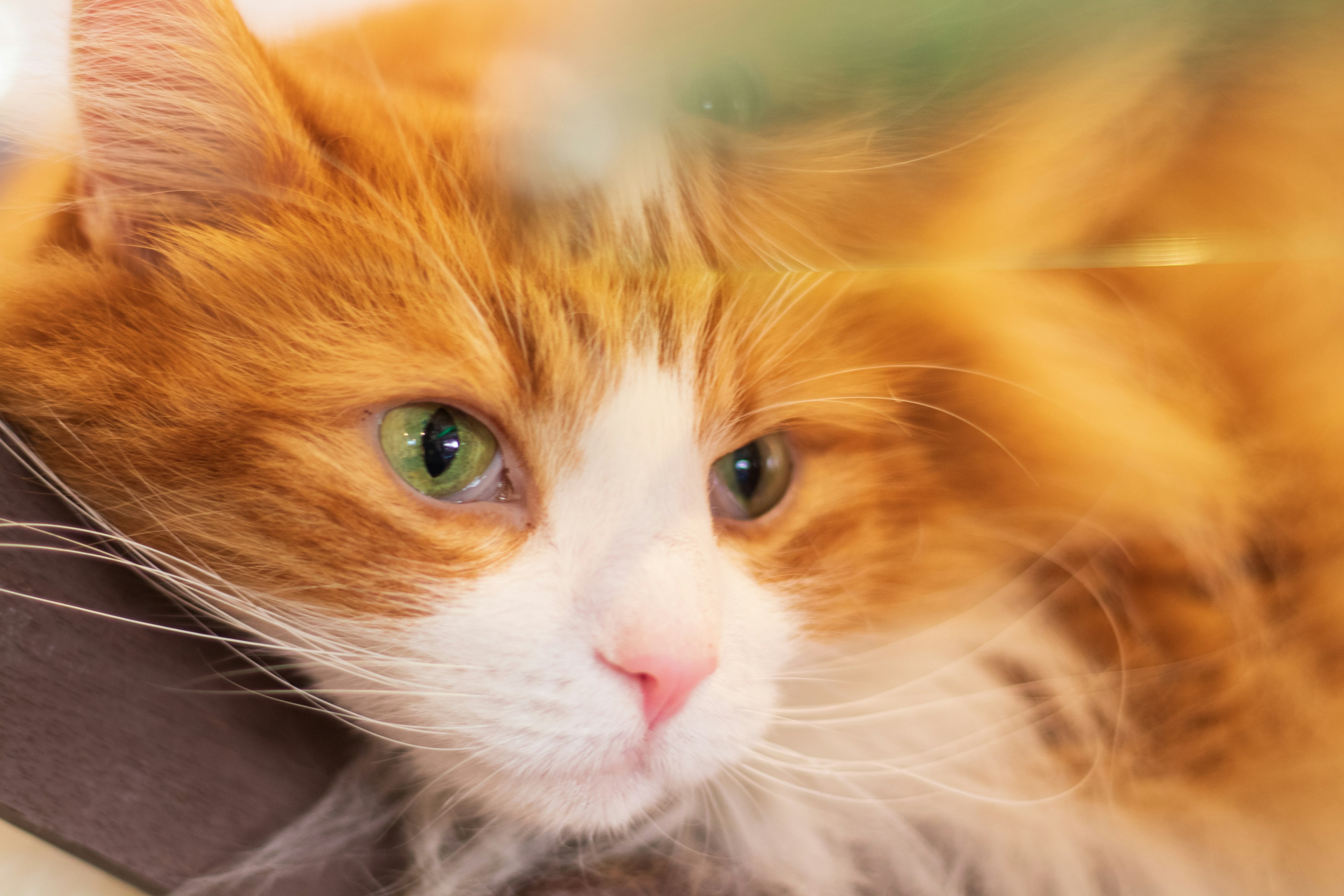 Close-up kucing berbulu oranye dan putih dengan mata hijau mencolok