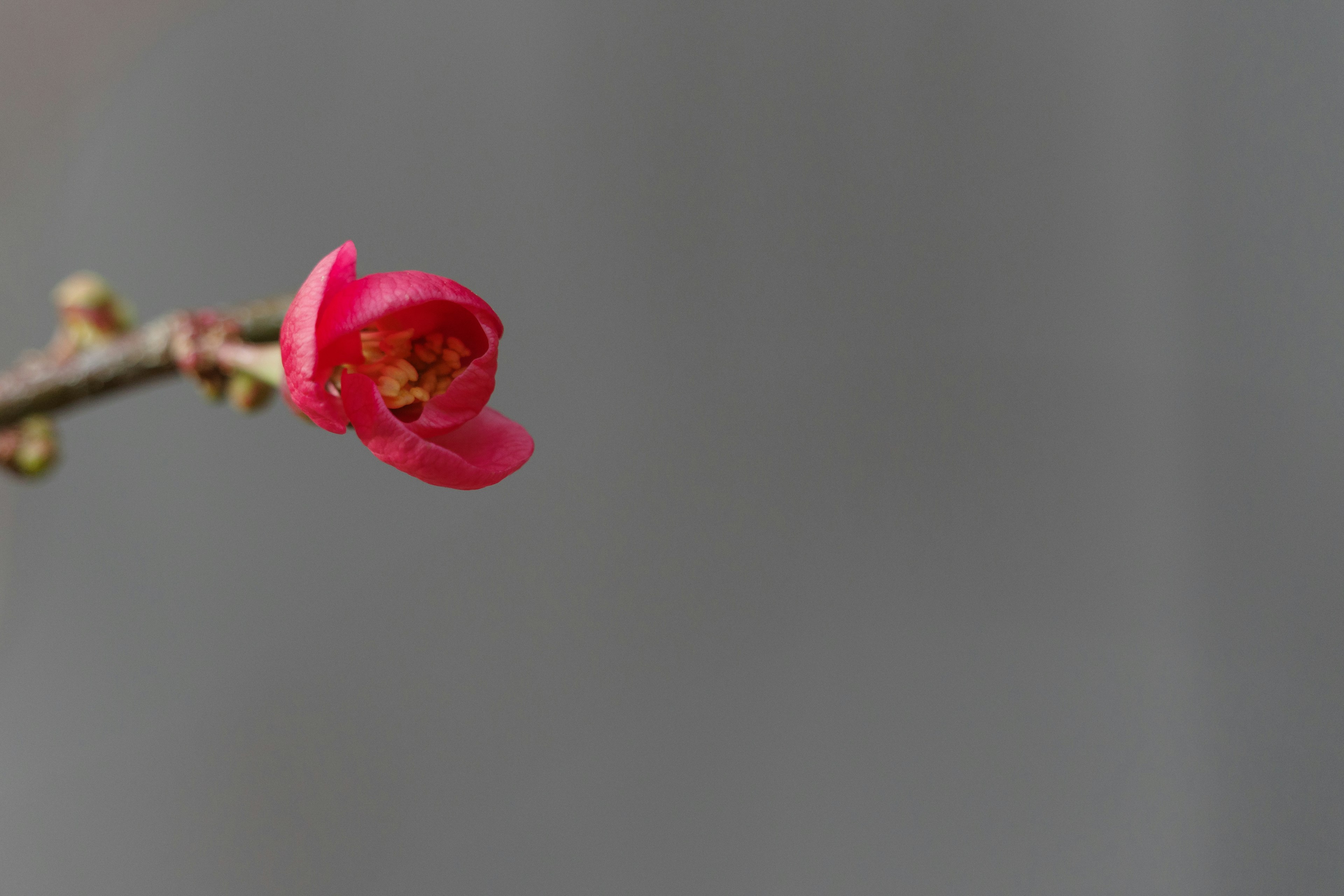 Un bocciolo di fiore rosso che sboccia su un ramo