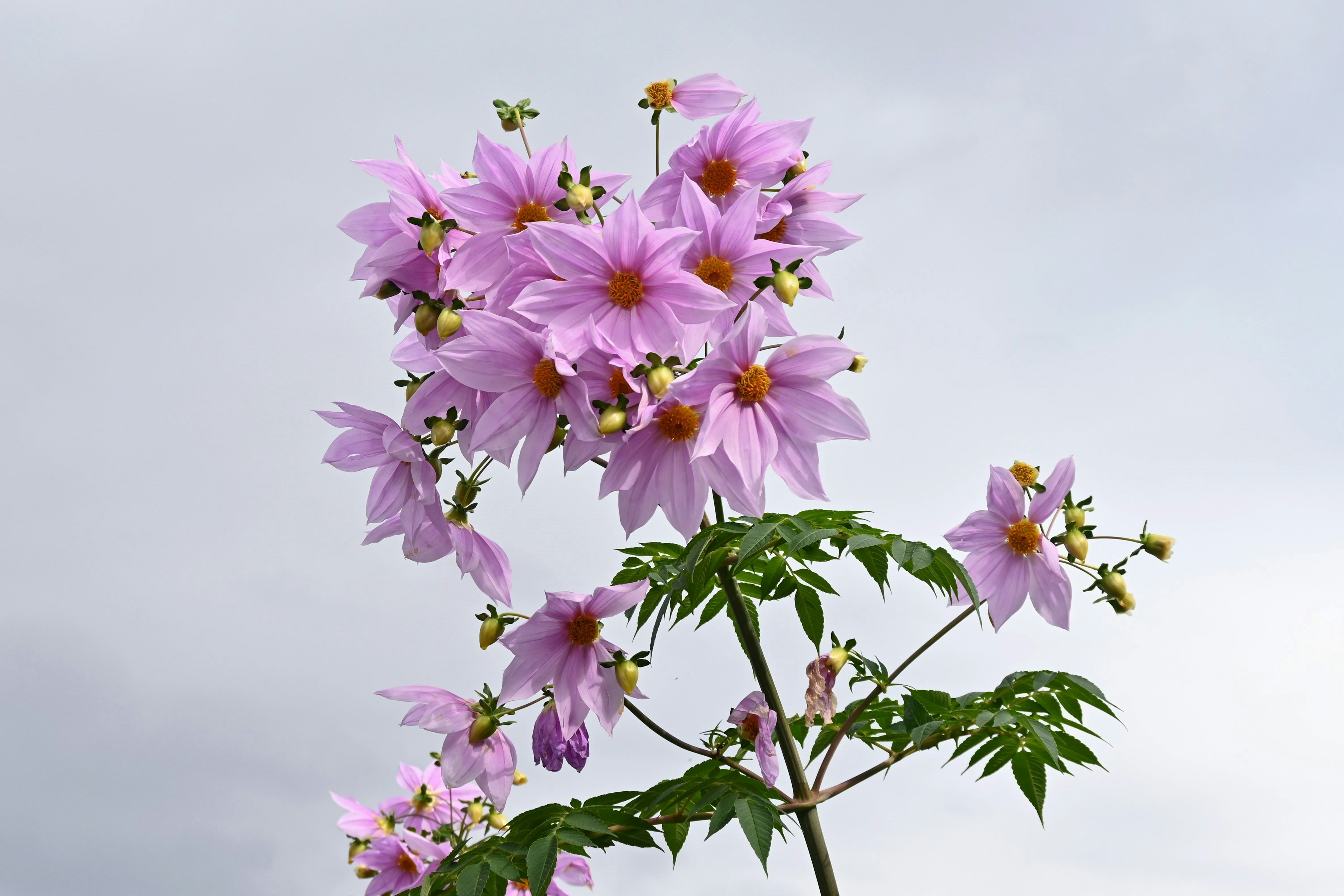 Acercamiento de una planta con flores moradas claras