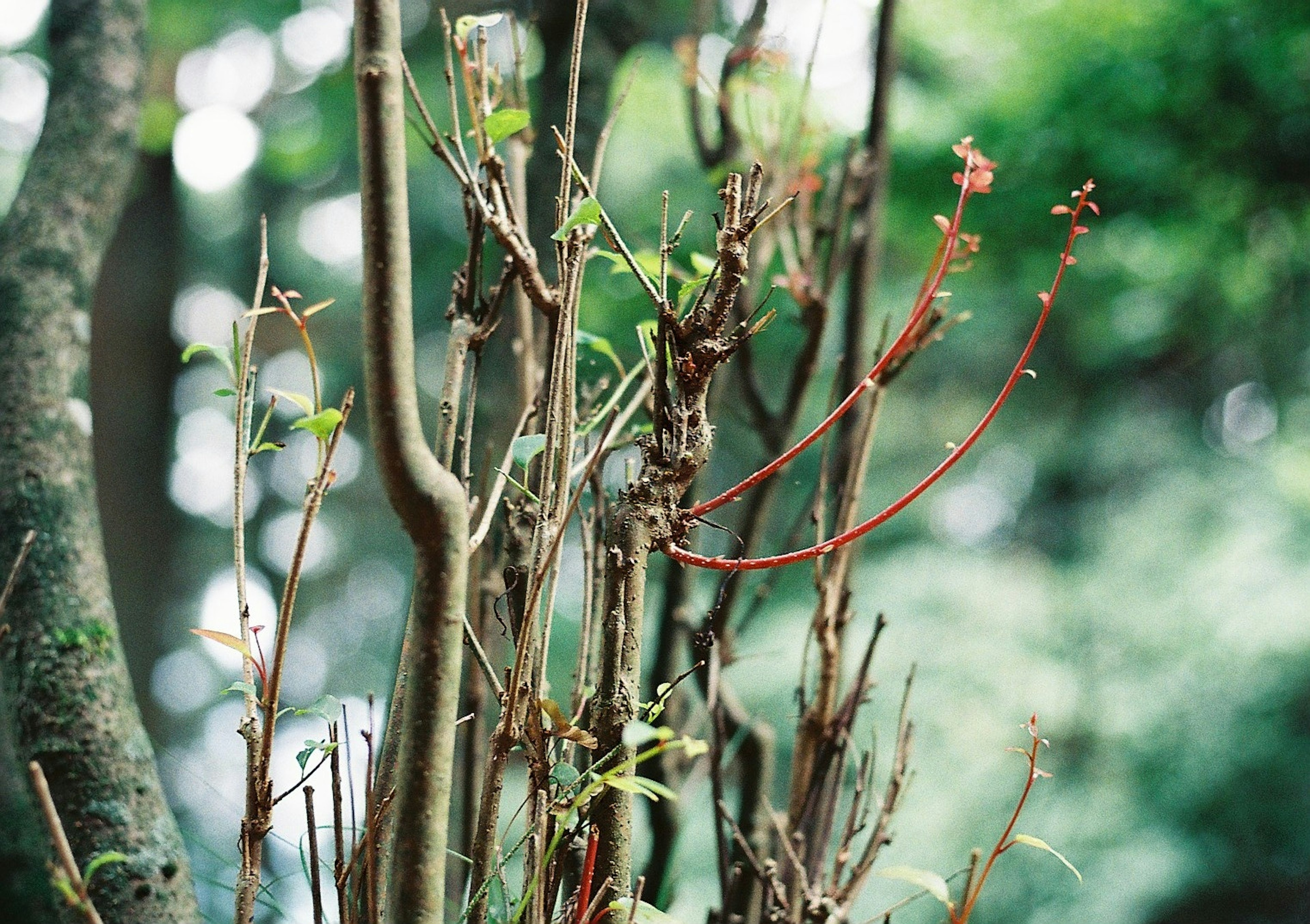 Nahaufnahme von Baumästen mit neuen Knospen vor grünem Hintergrund