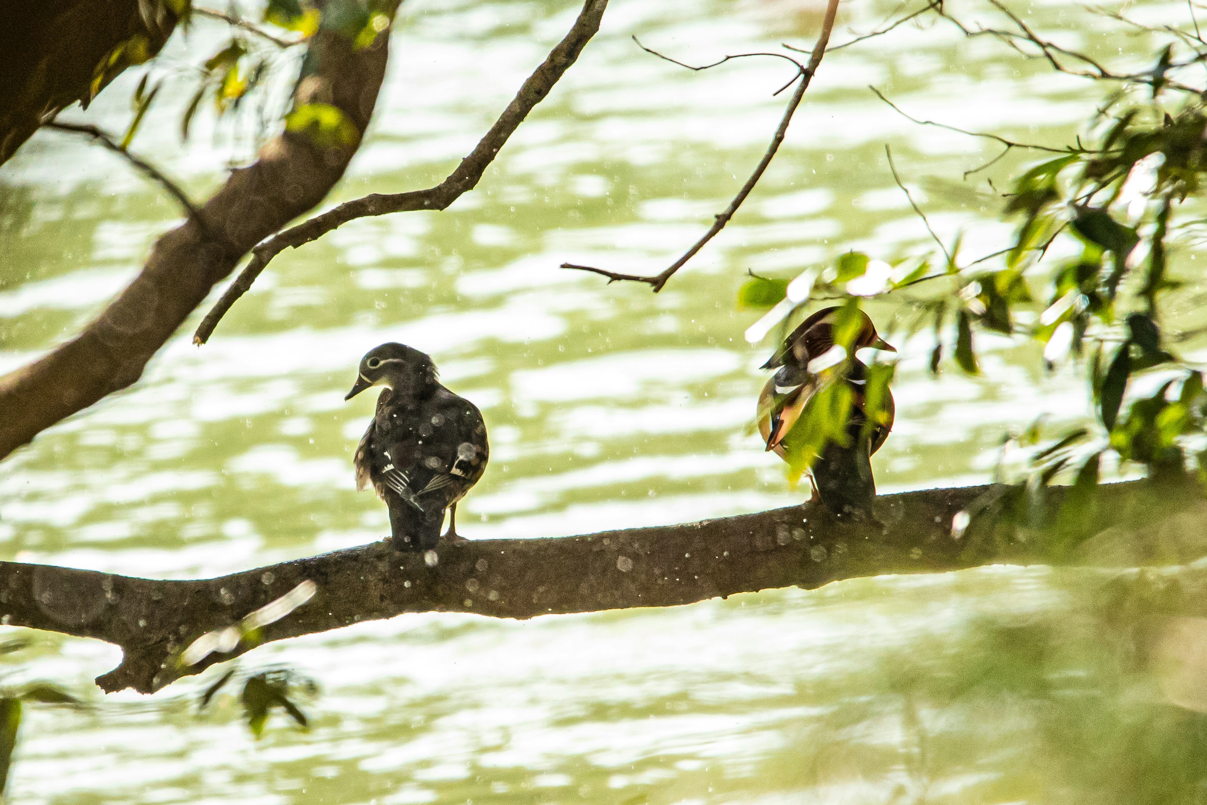 Zwei Vögel sitzen auf einem Ast über dem Wasser