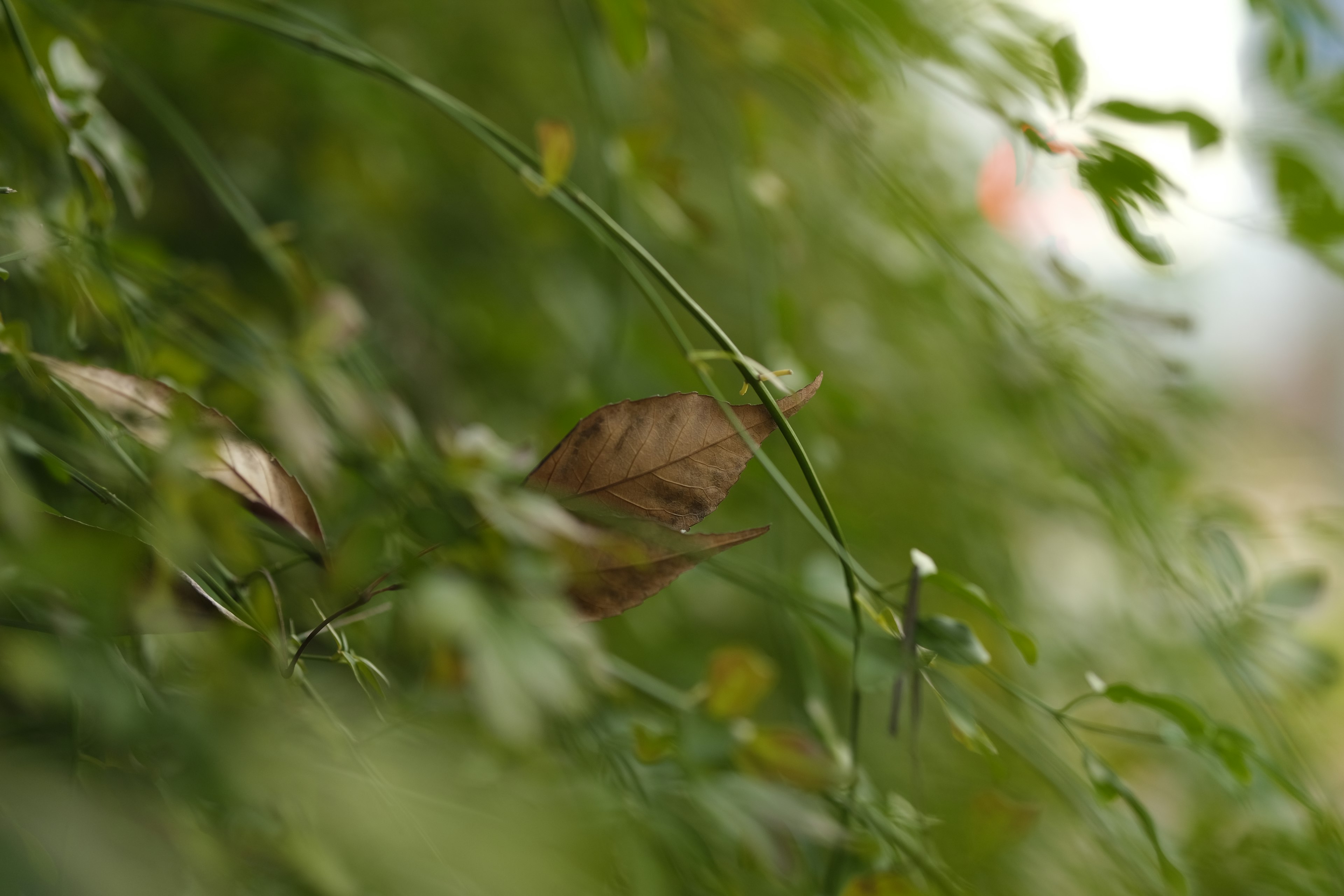 A natural background featuring green leaves and a dried leaf