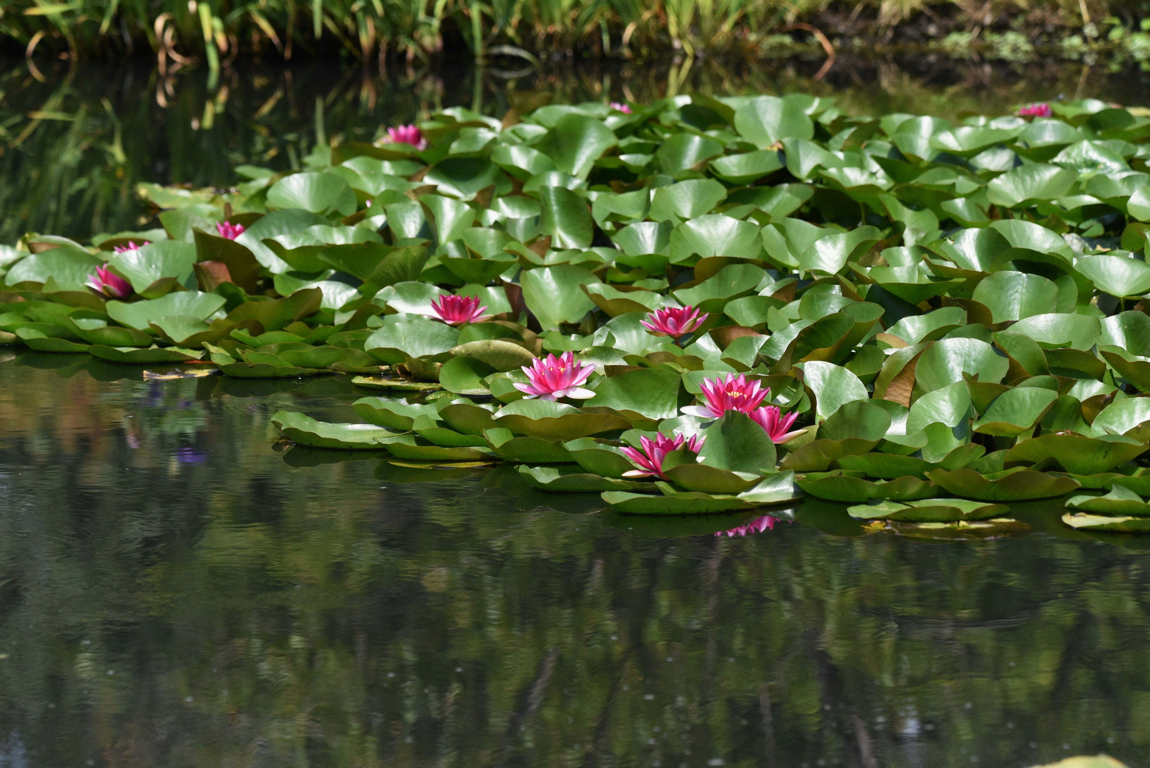 Green lily pads with pink water lilies floating on the surface