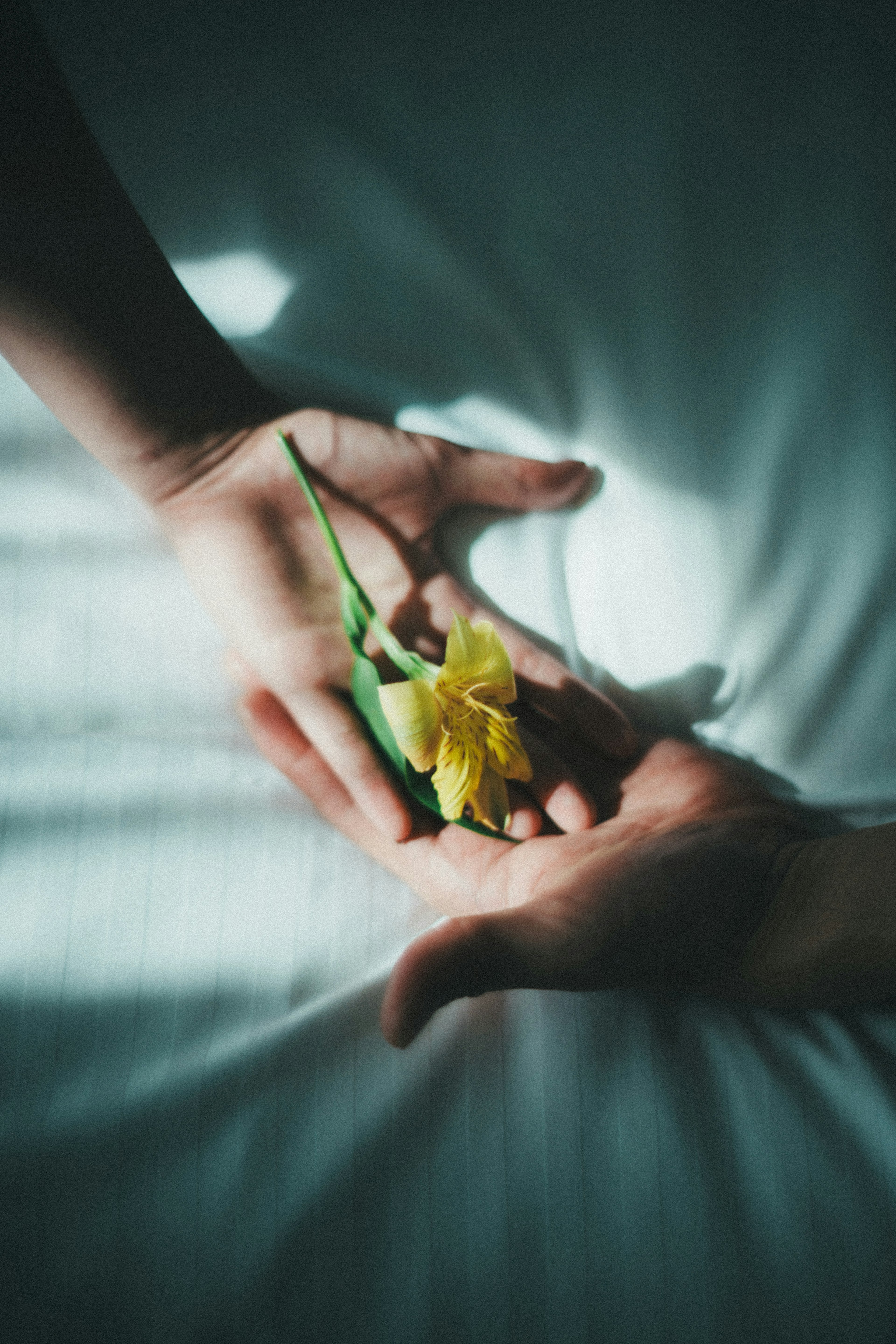 Due mani che tengono un fiore giallo scena che mostra la bellezza della natura