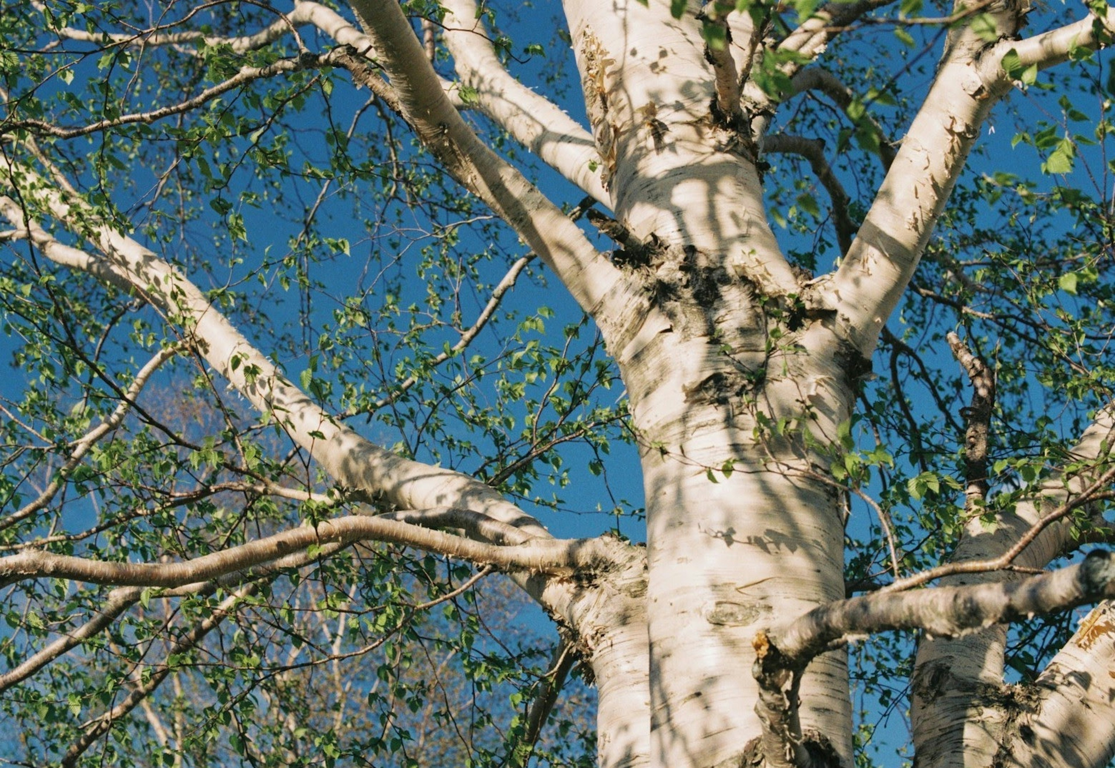 Gran tronco de árbol y ramas con corteza blanca contra un cielo azul