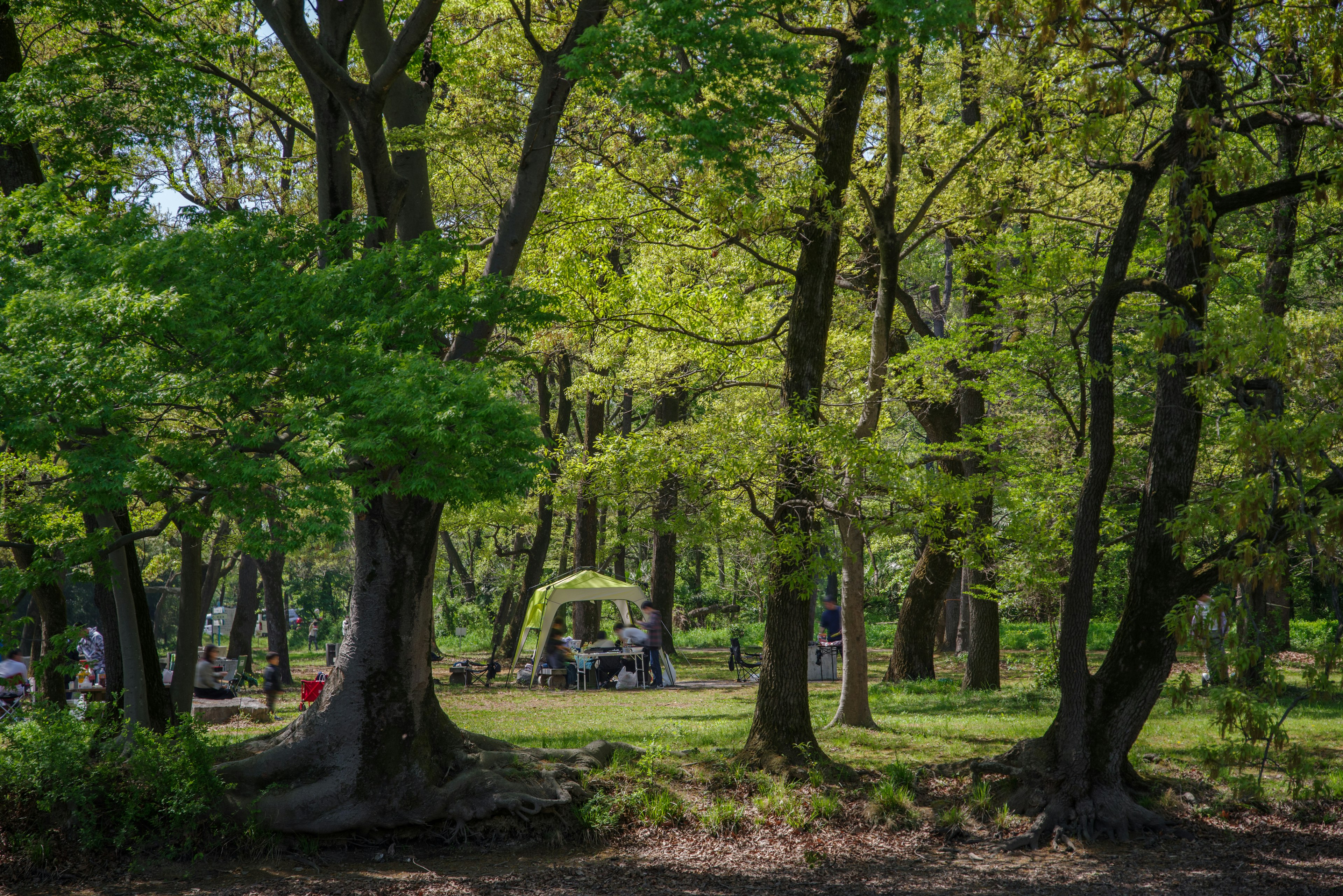 Park scene surrounded by lush green trees