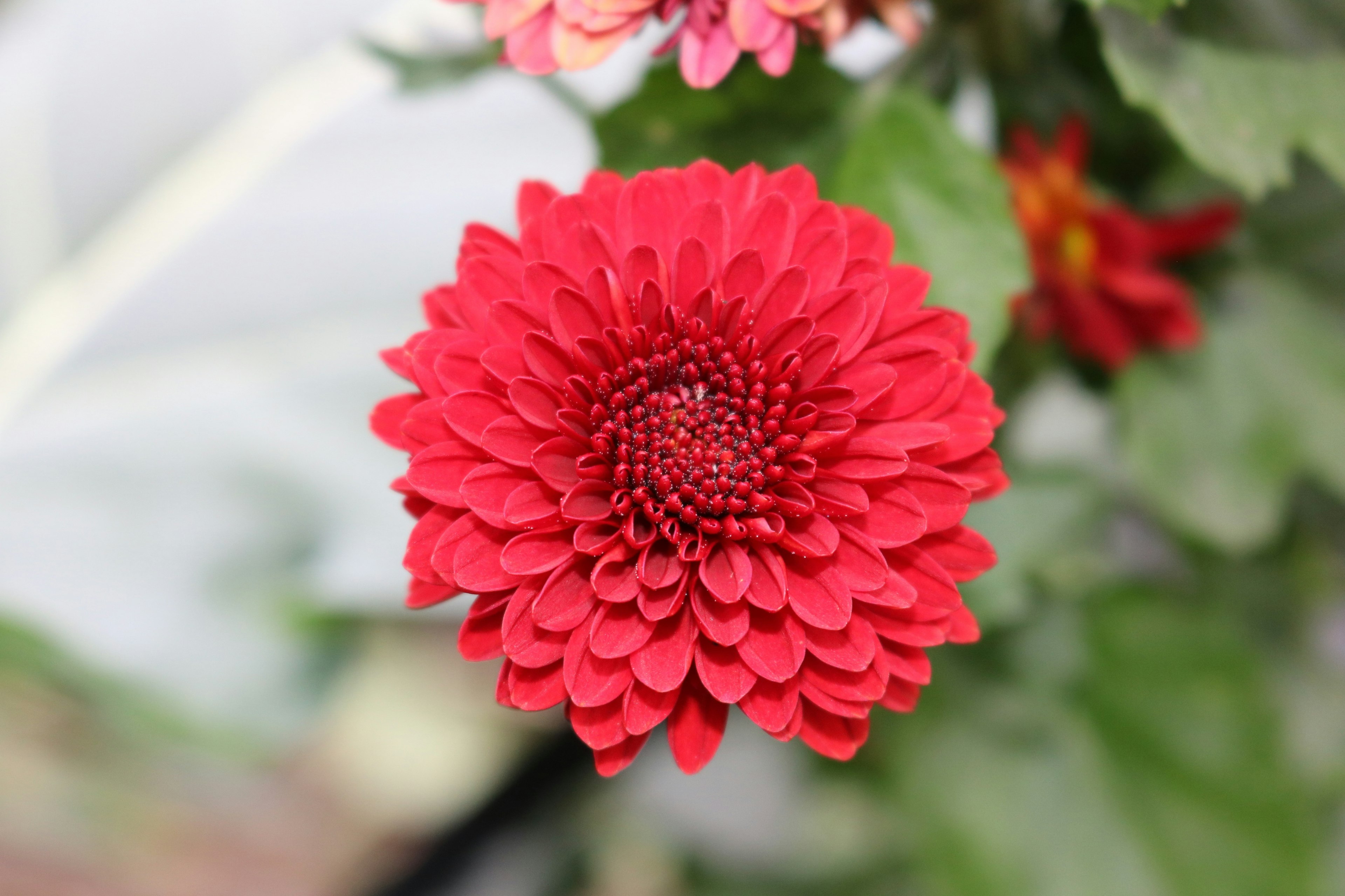 鮮やかな赤い菊の花が中心に咲いている