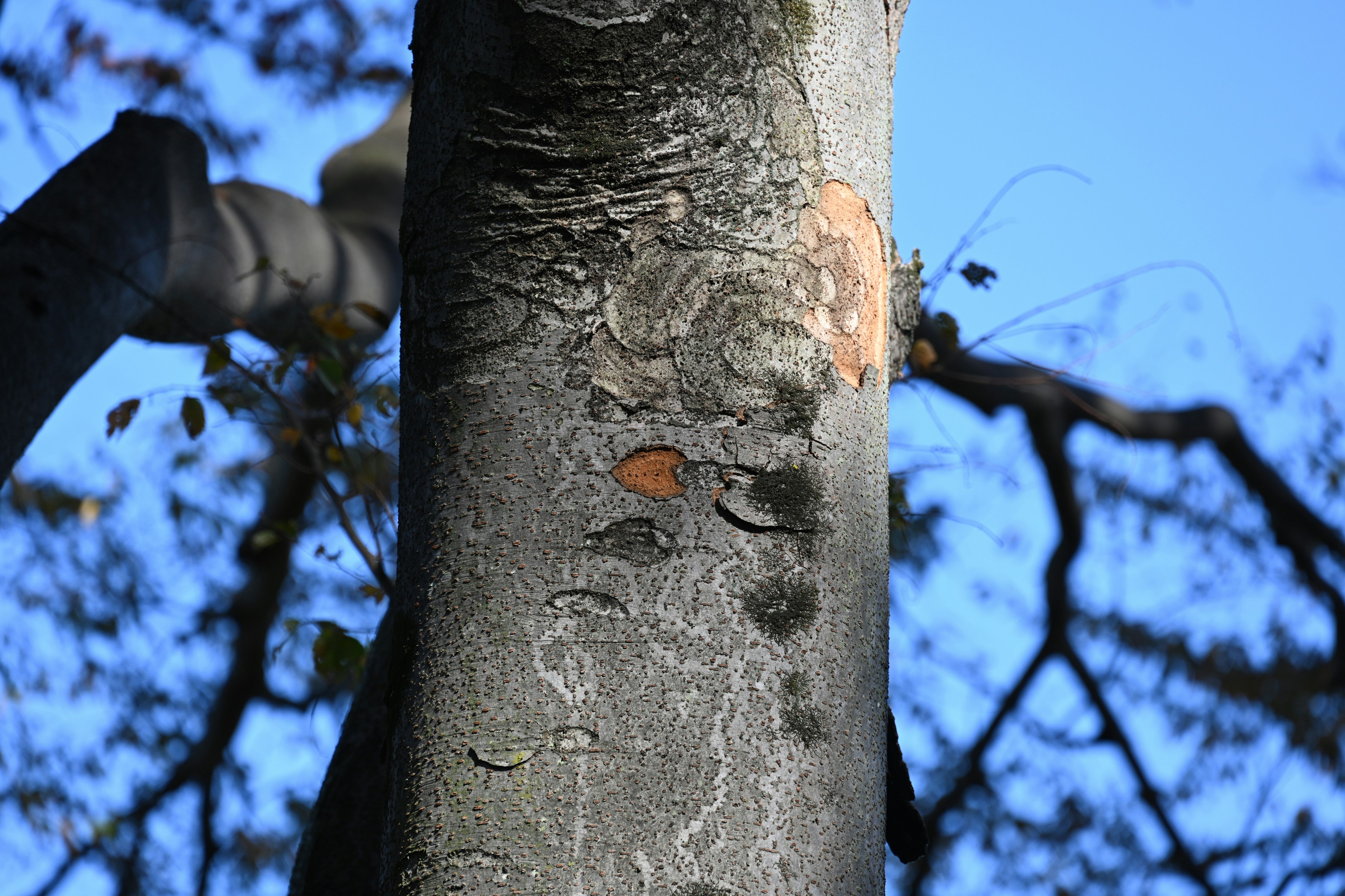 Primo piano di un tronco d'albero con corteccia texturizzata sotto un cielo blu