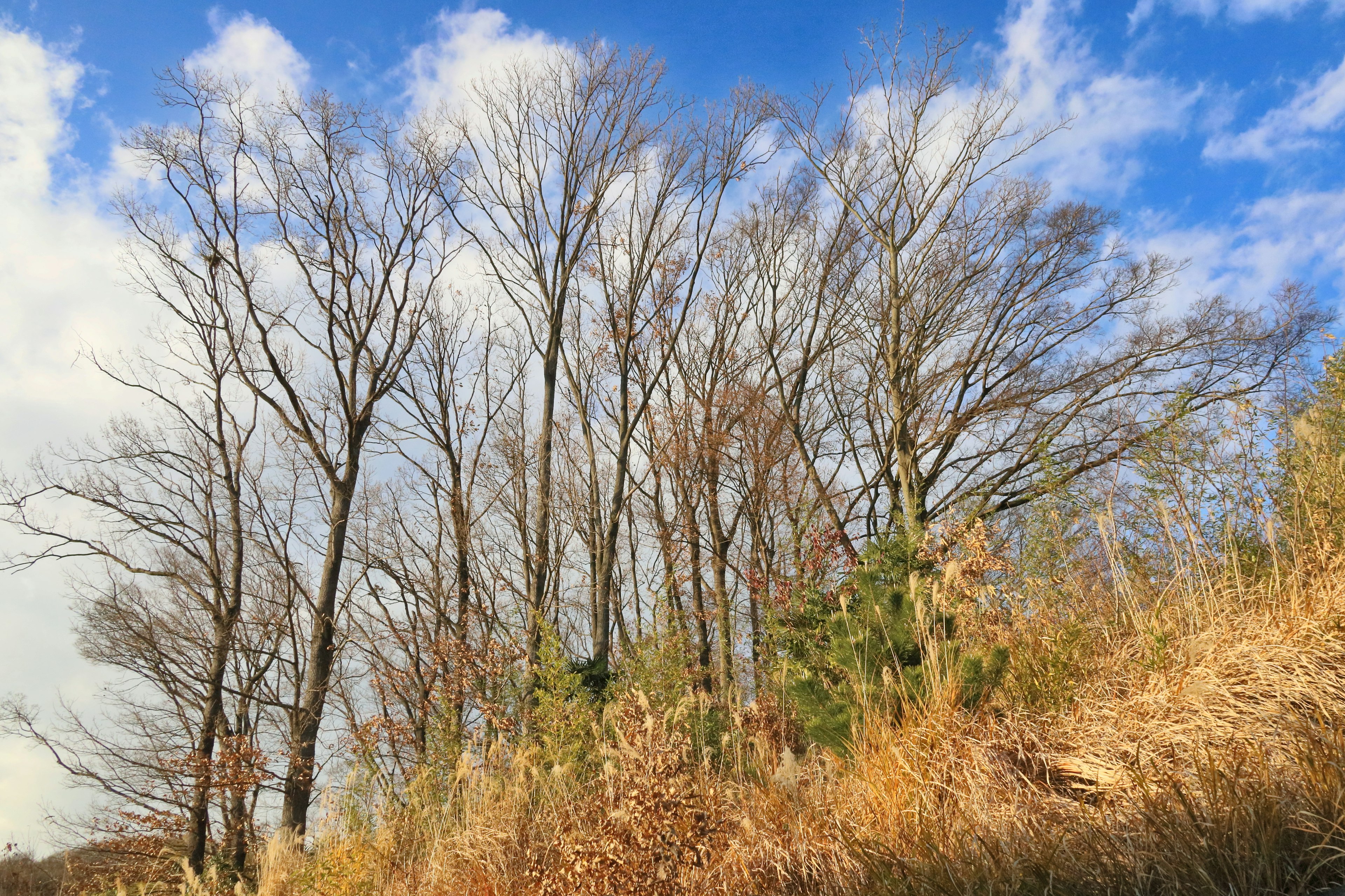 Winter trees against a blue sky