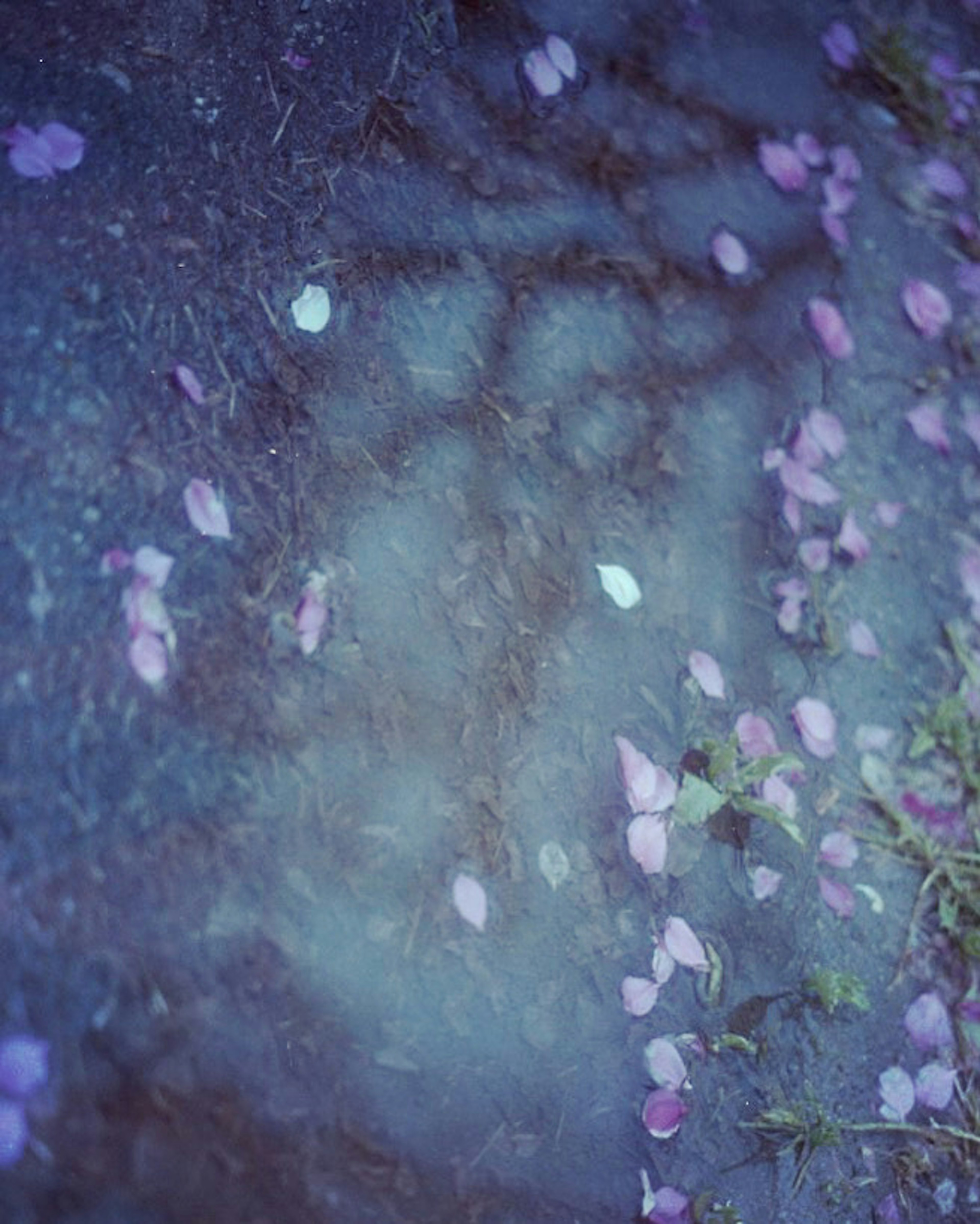 水たまりに浮かぶ桜の花びらと青い背景