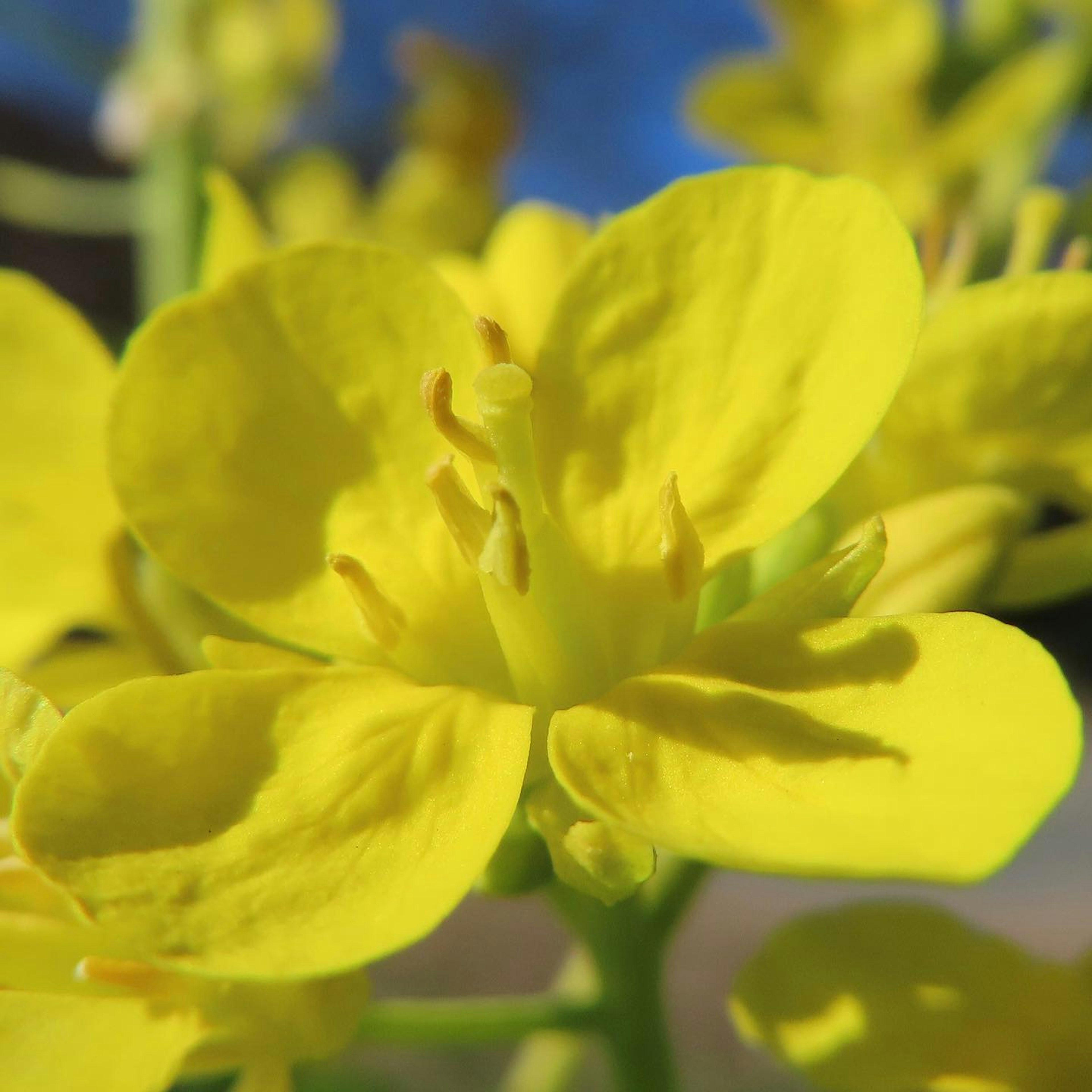 Gros plan d'une plante avec des pétales jaunes vifs